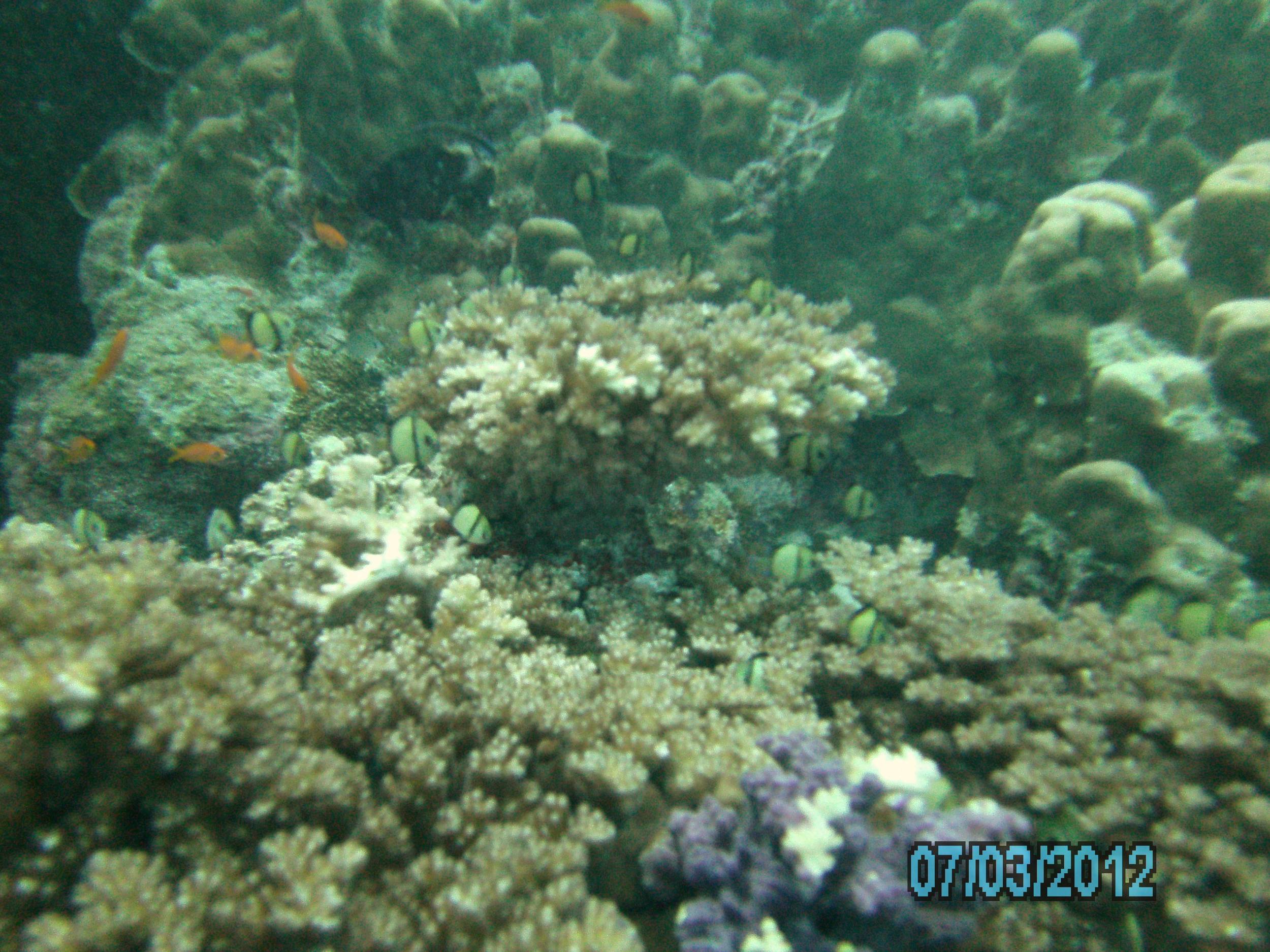 Australia_Underwater_2012_484