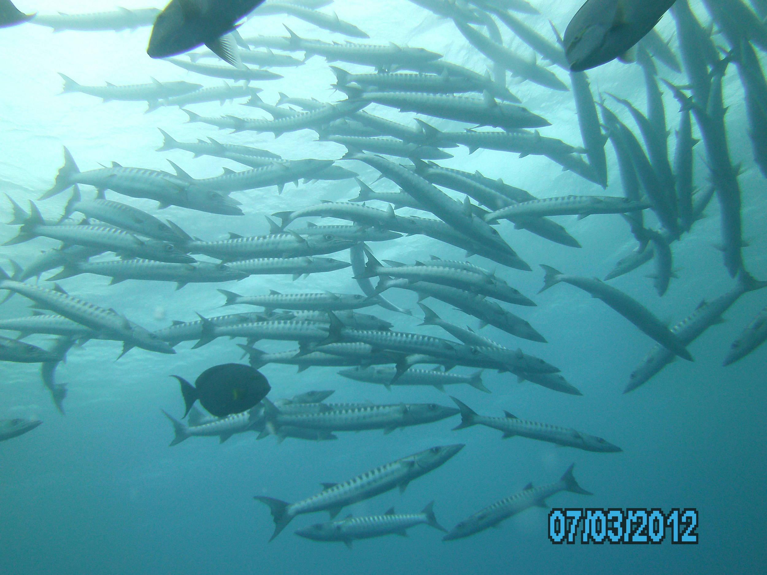 Australia_Underwater_2012_492