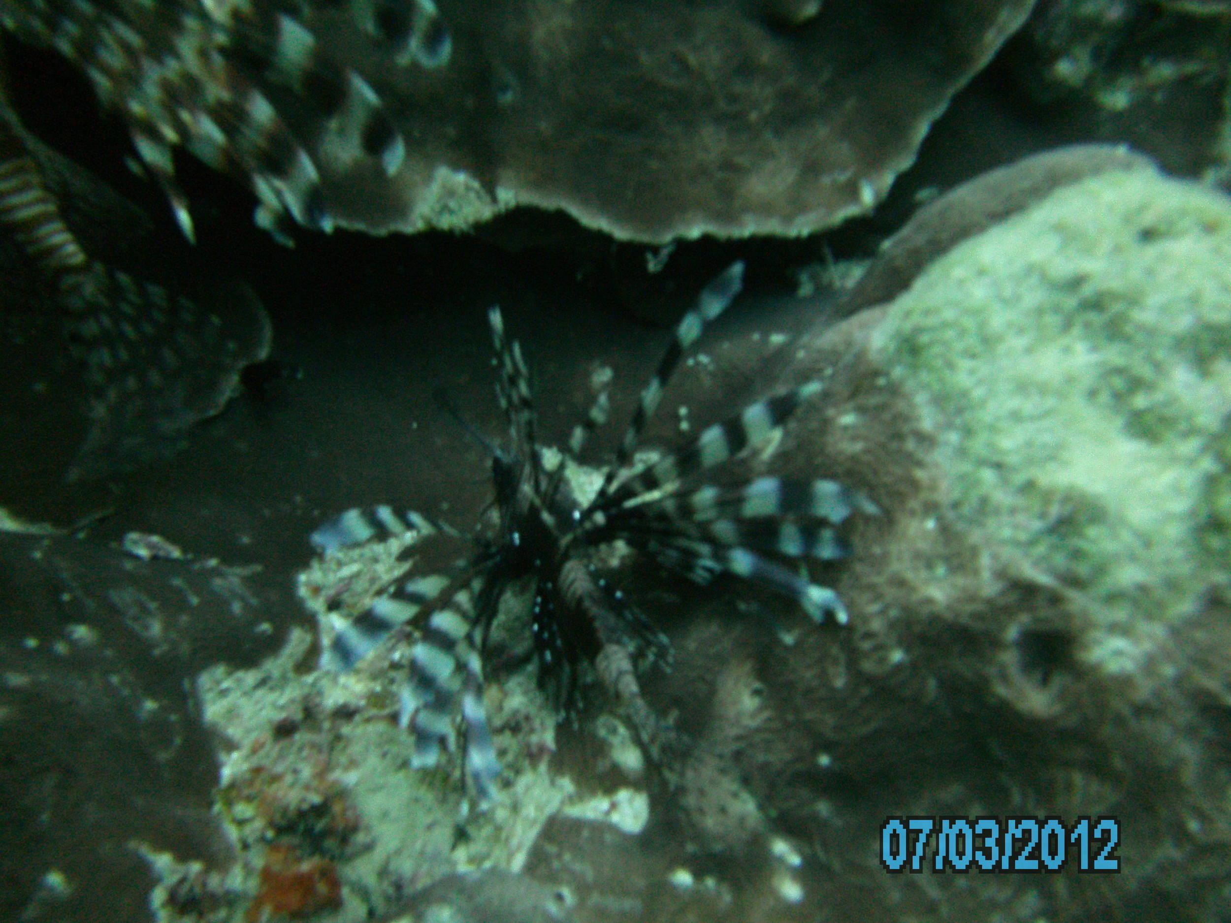 Australia_Underwater_2012_495