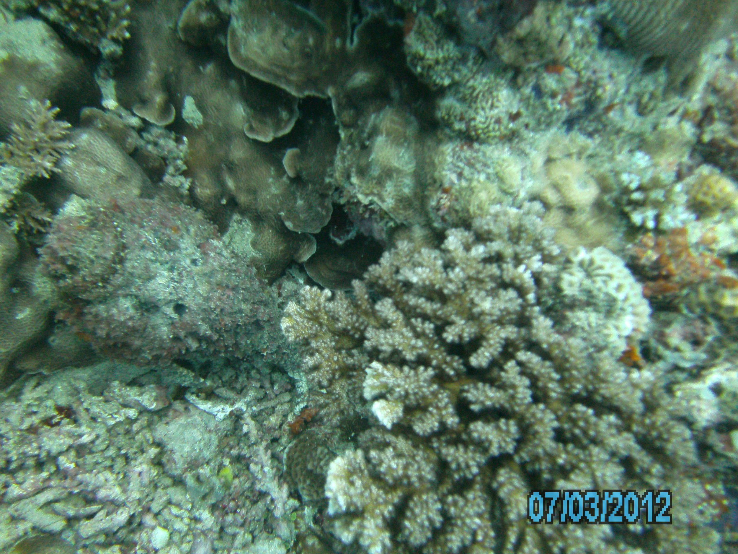 Australia_Underwater_2012_500