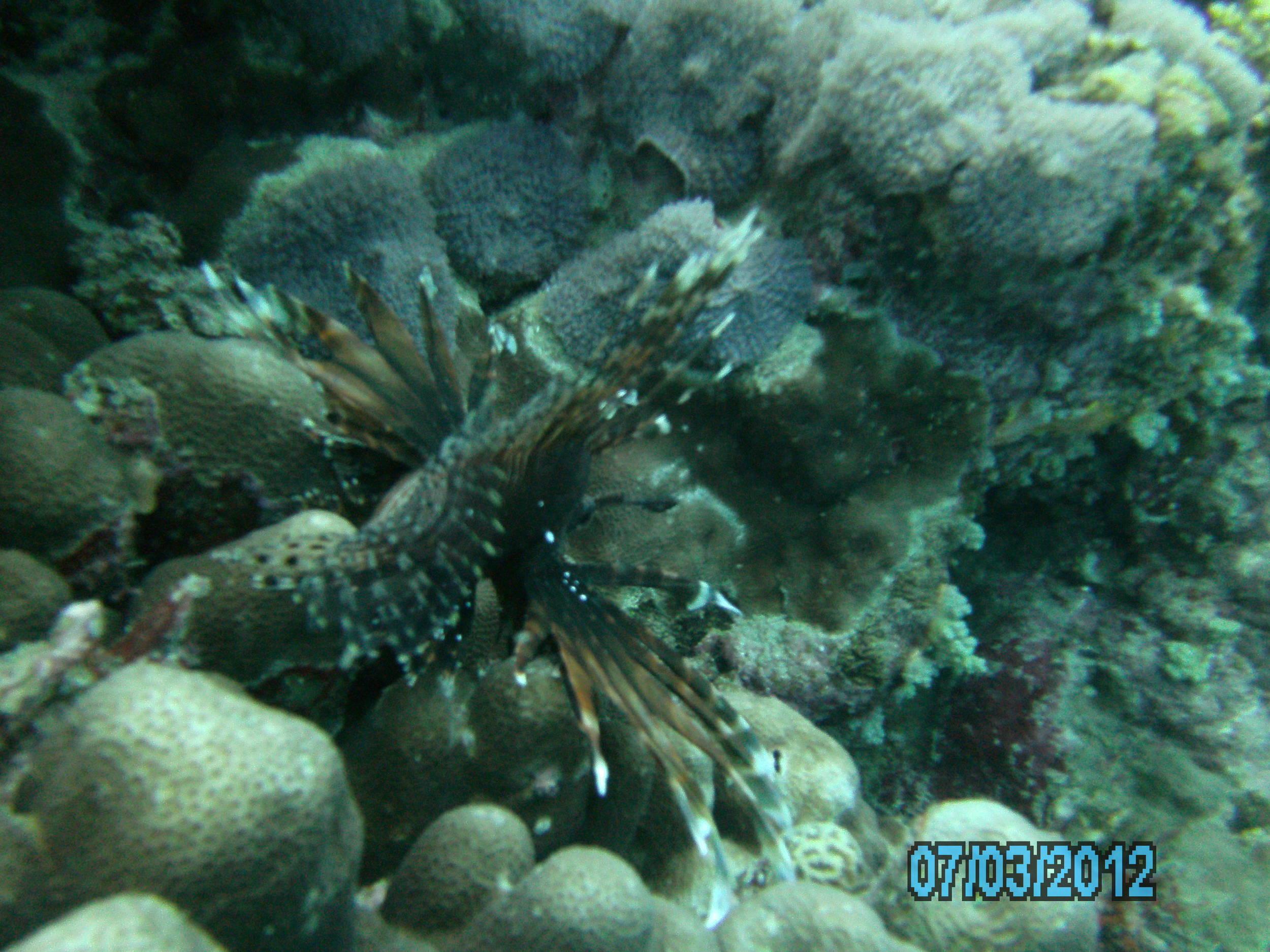 Australia_Underwater_2012_501