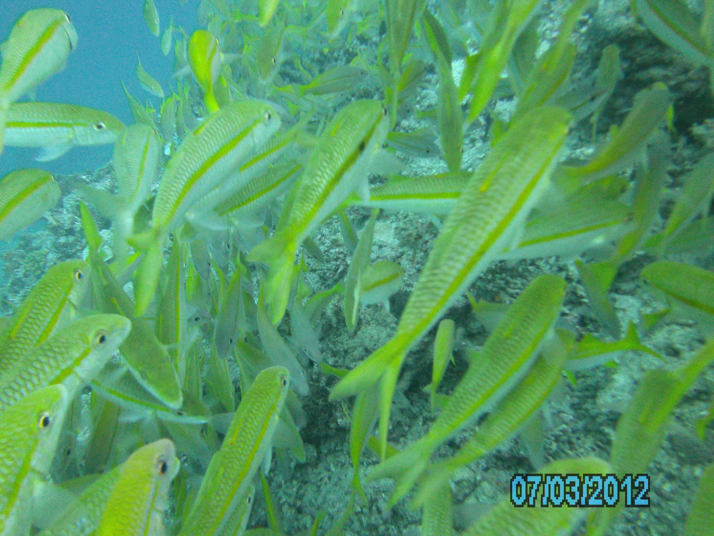 Australia_Underwater_2012_505