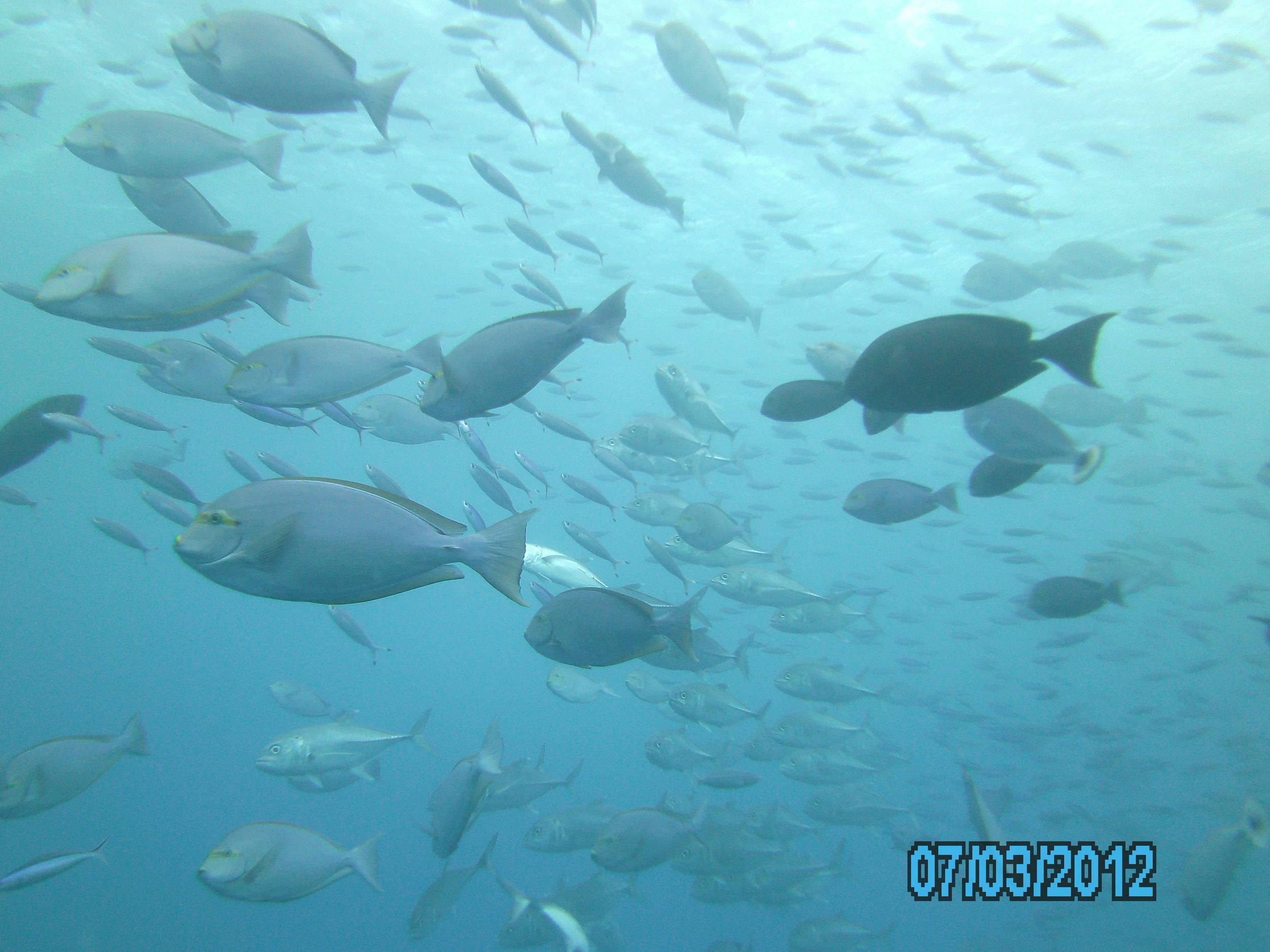 Australia_Underwater_2012_509