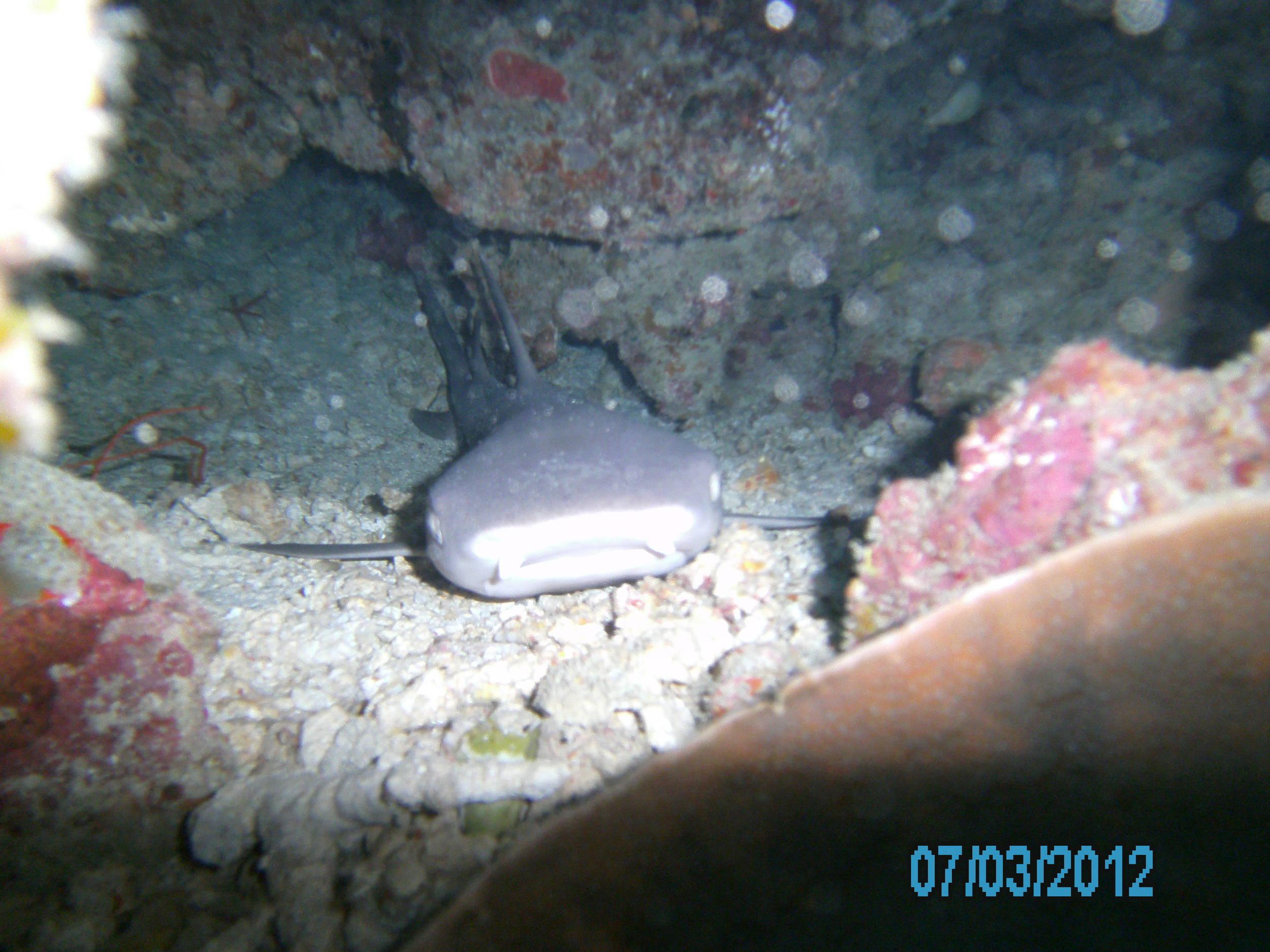 Australia_Underwater_2012_512