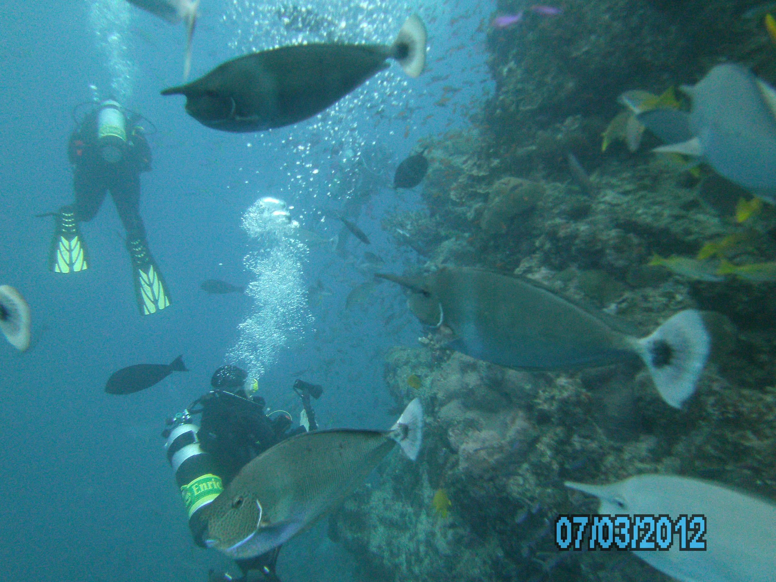 Australia_Underwater_2012_517