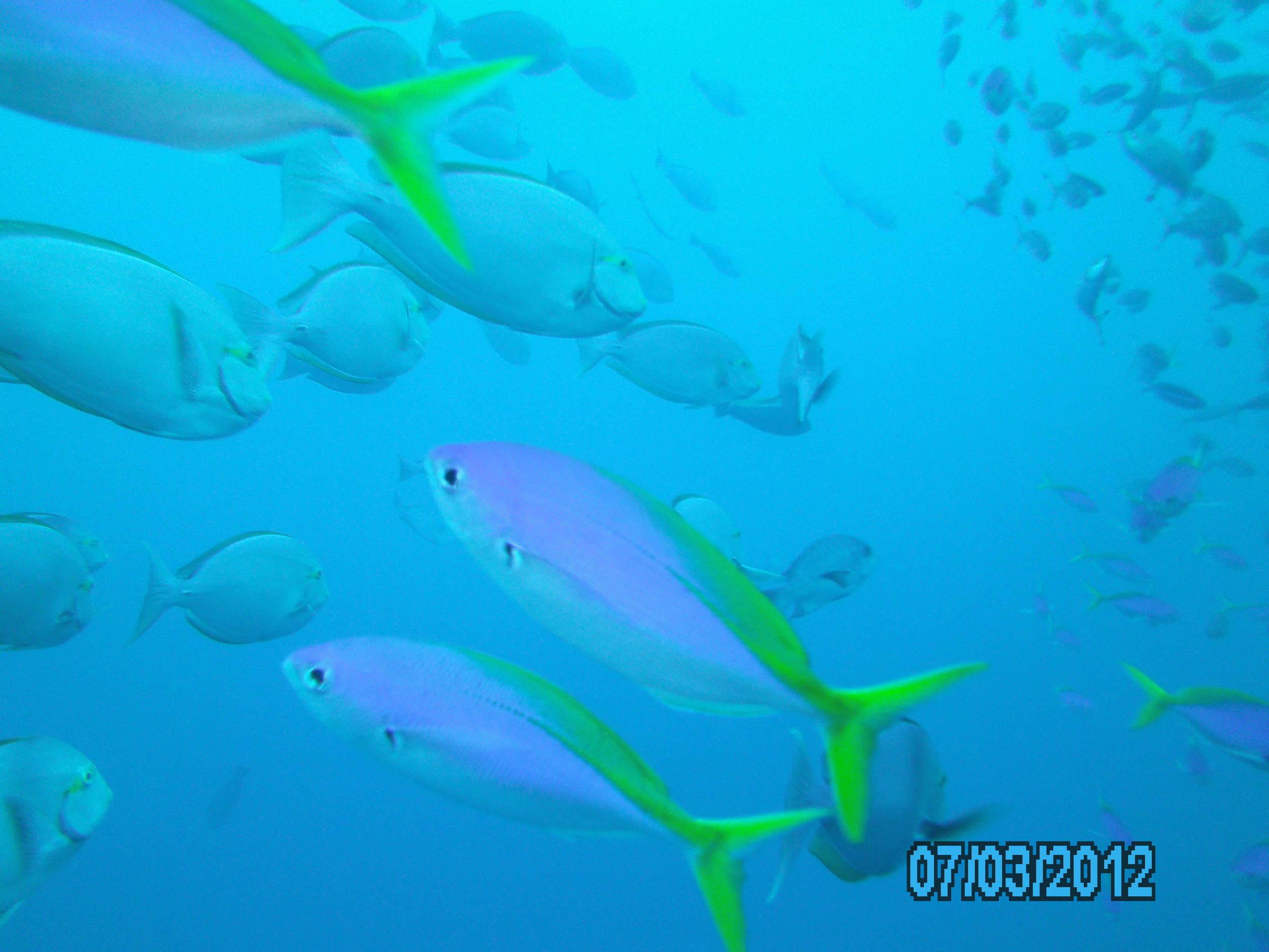 Australia_Underwater_2012_527