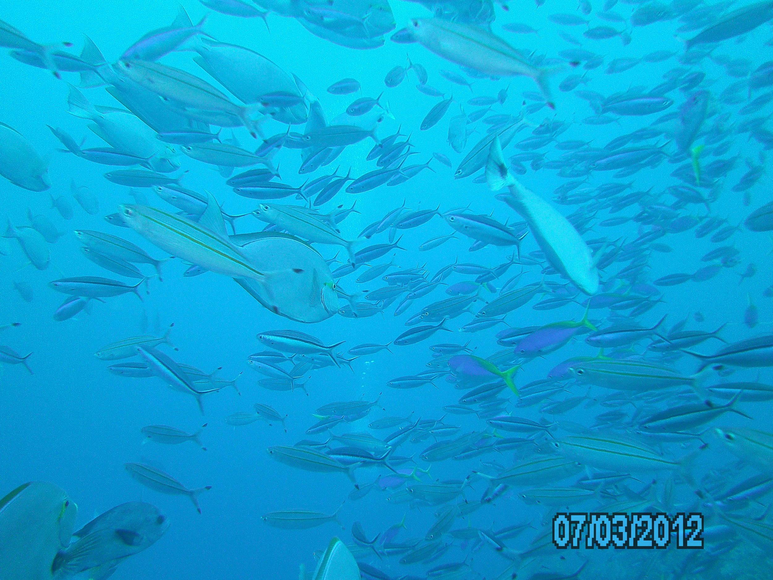 Australia_Underwater_2012_528