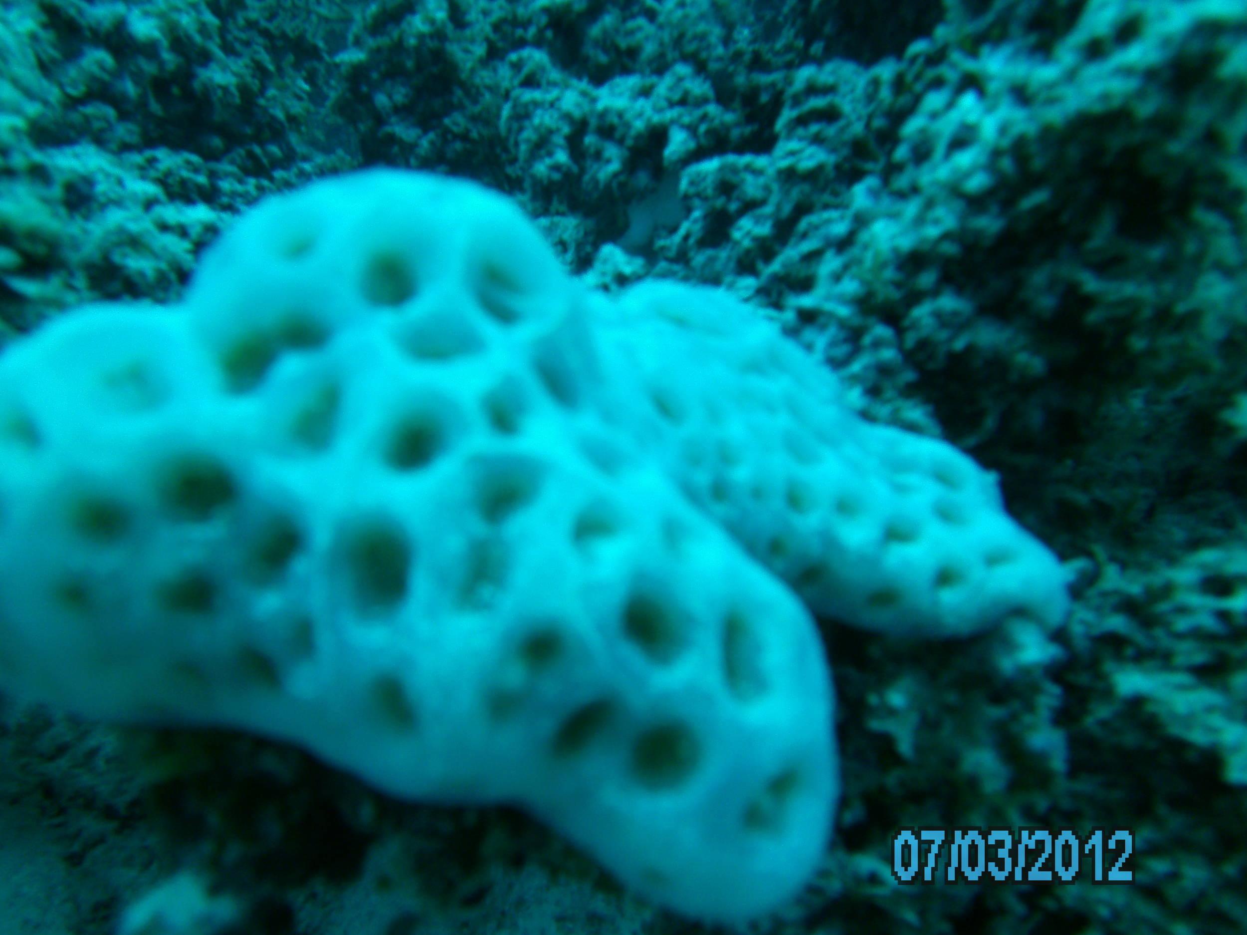 Australia_Underwater_2012_562