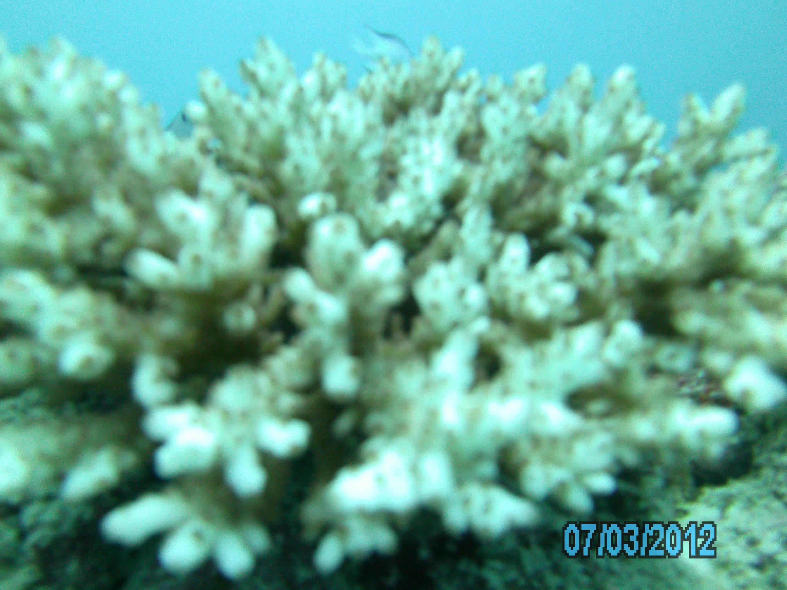 Australia_Underwater_2012_565