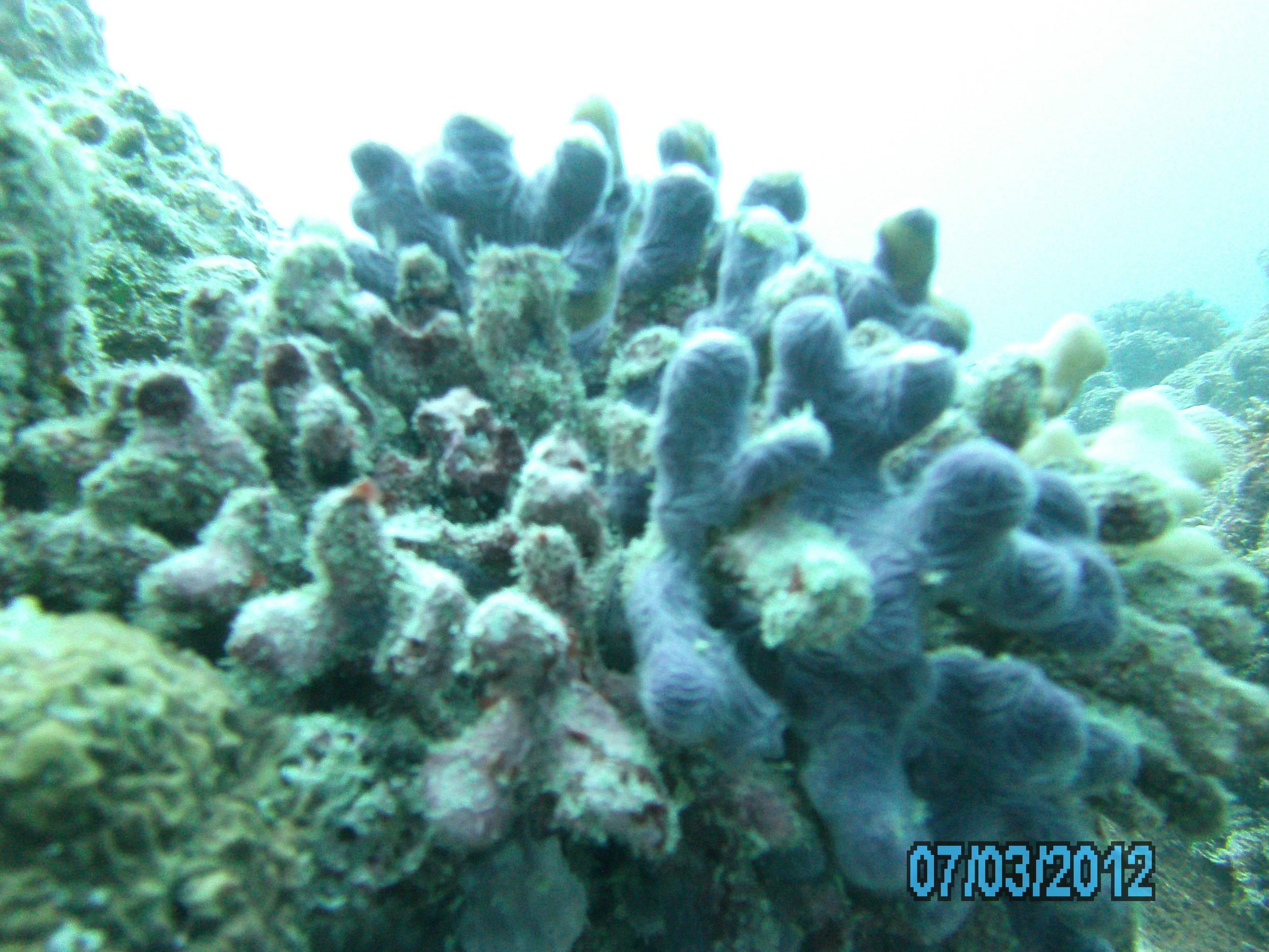 Australia_Underwater_2012_567