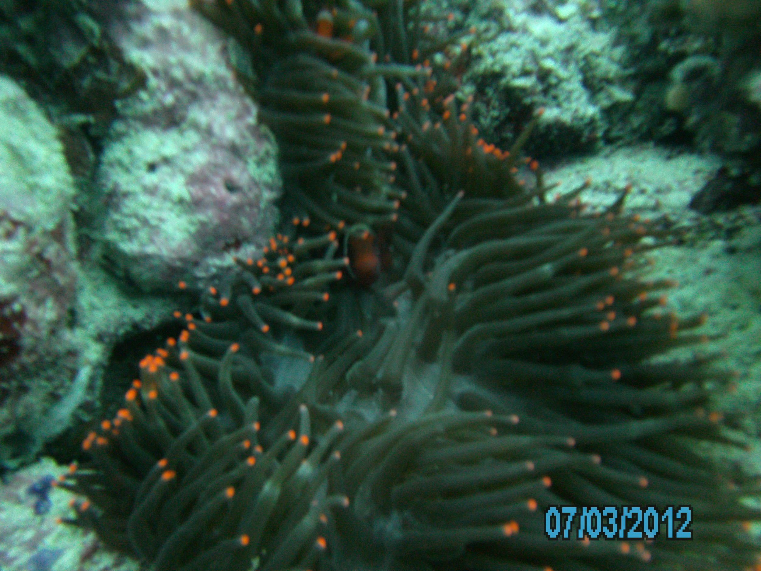 Australia_Underwater_2012_570