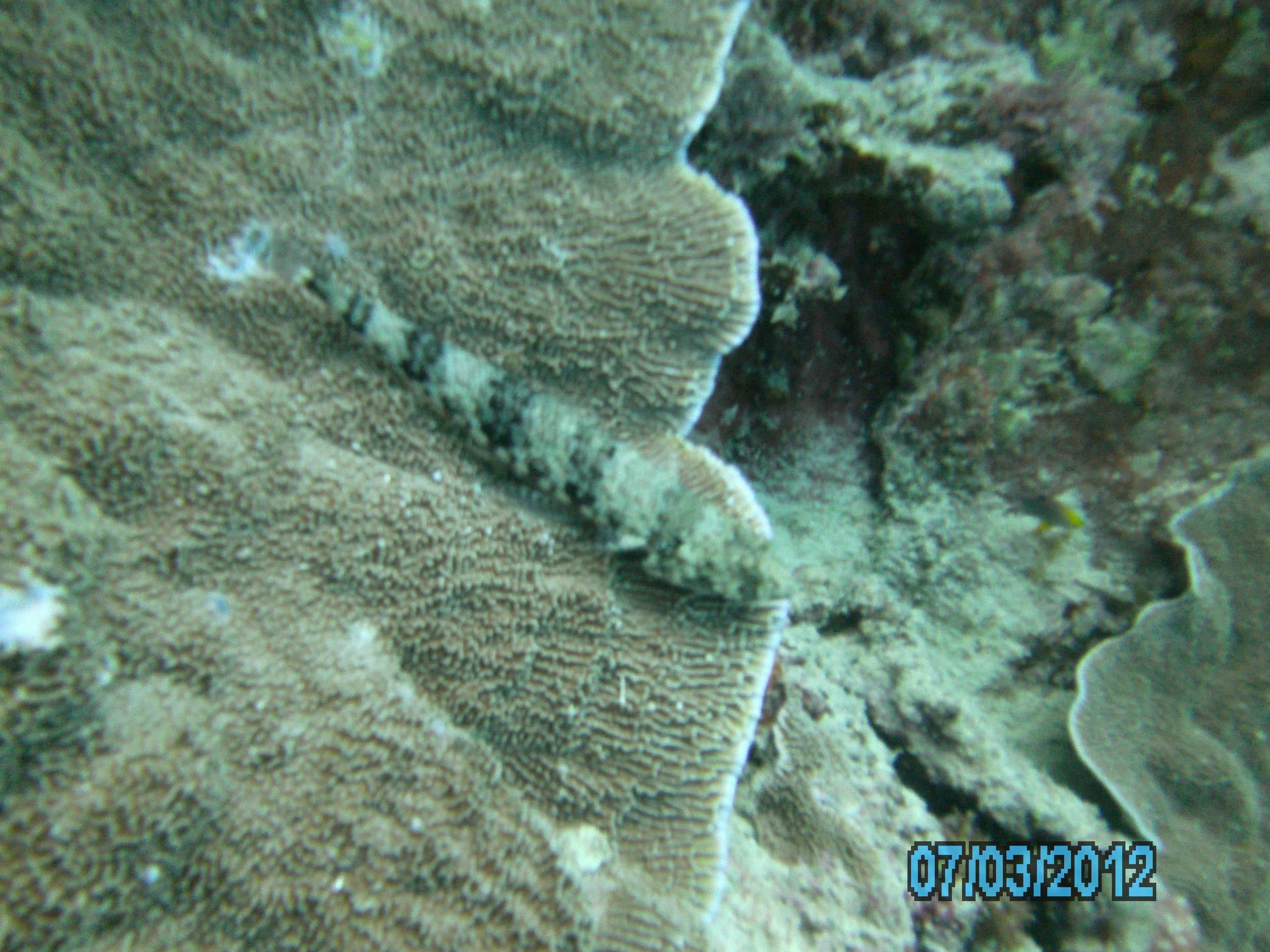 Australia_Underwater_2012_572