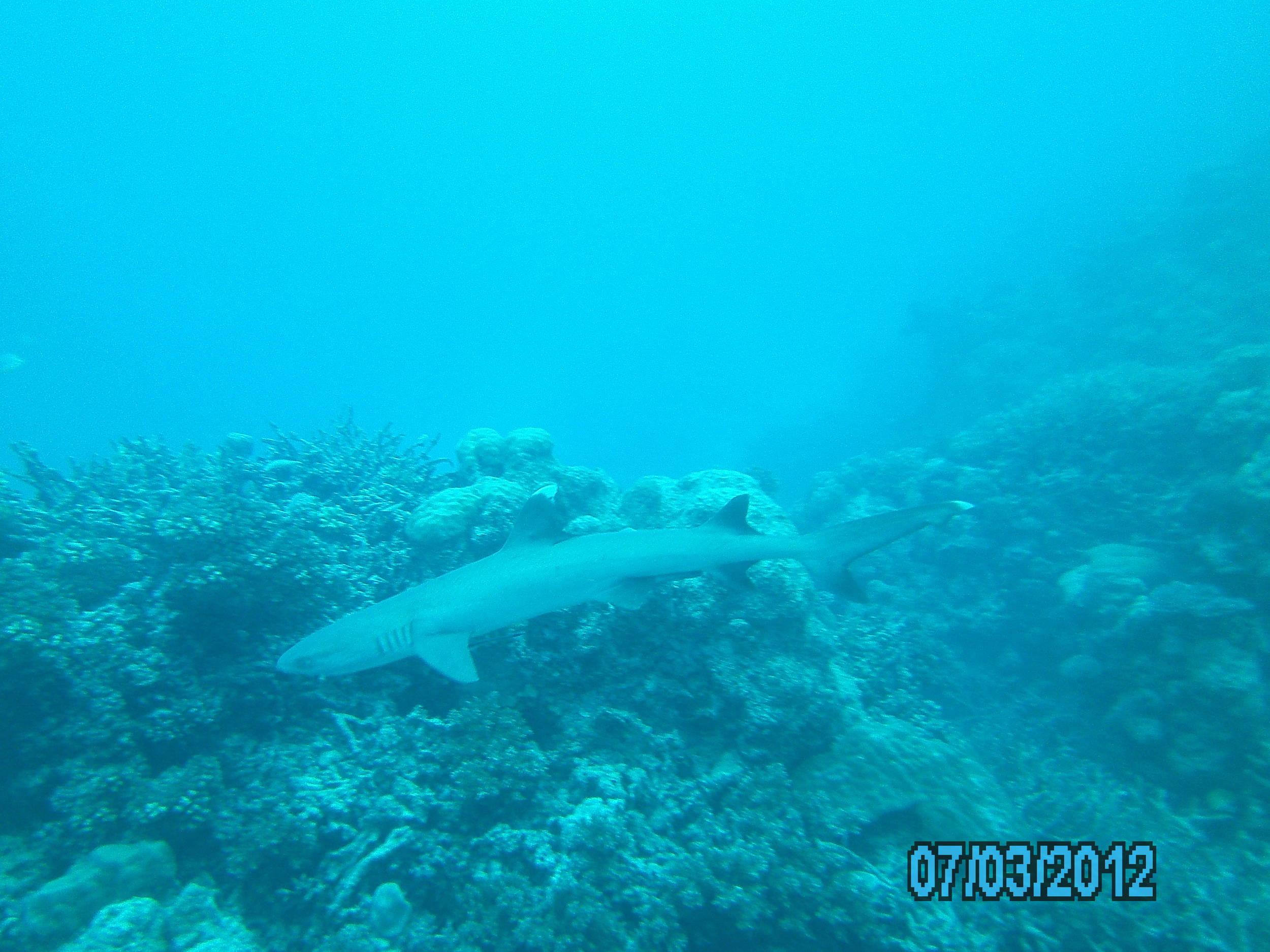 Australia_Underwater_2012_576