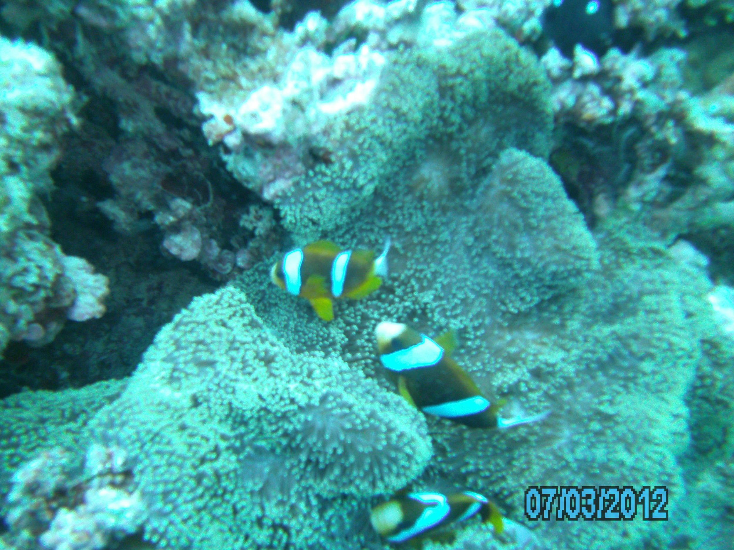 Australia_Underwater_2012_583