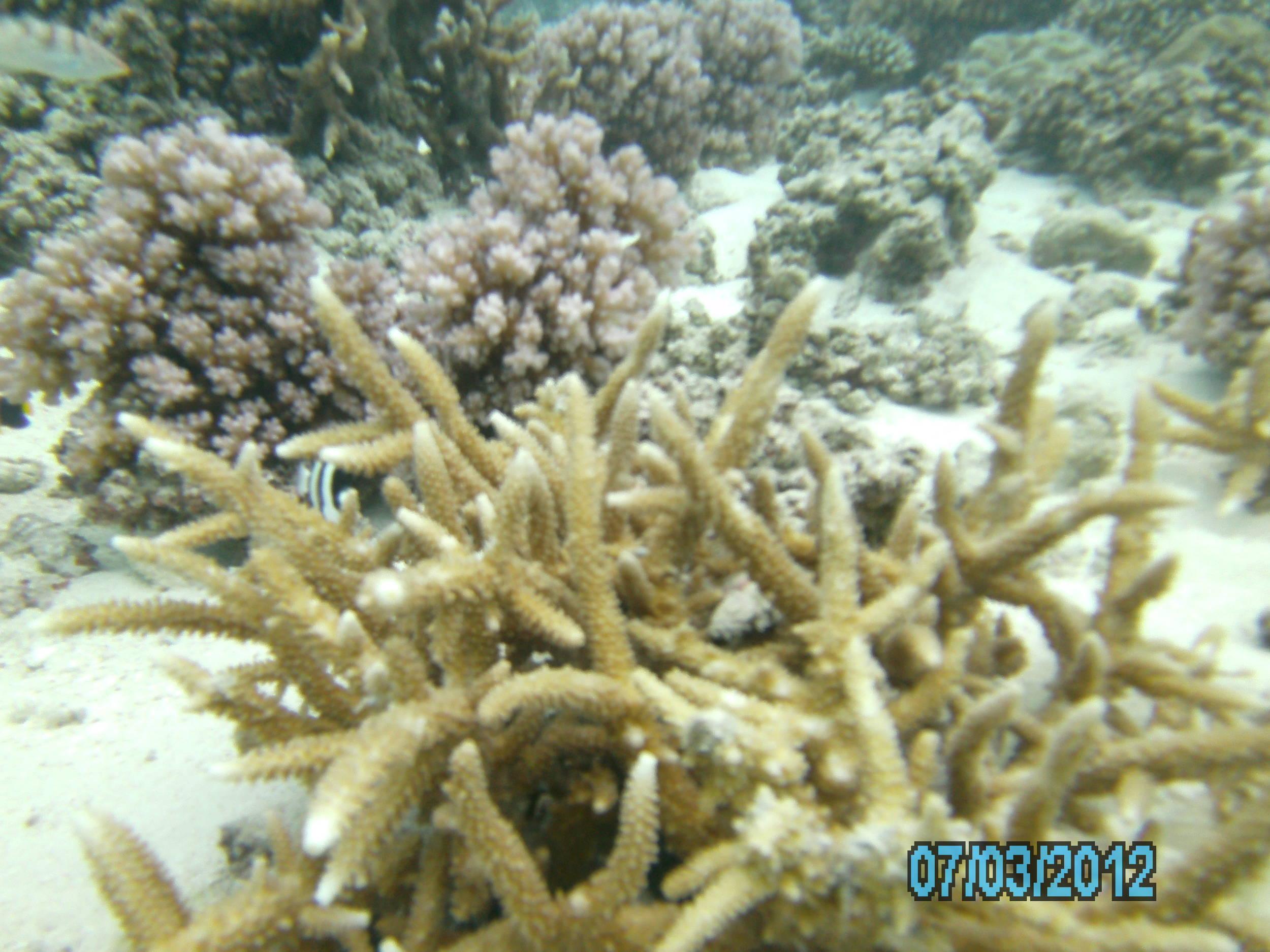 Australia_Underwater_2012_601