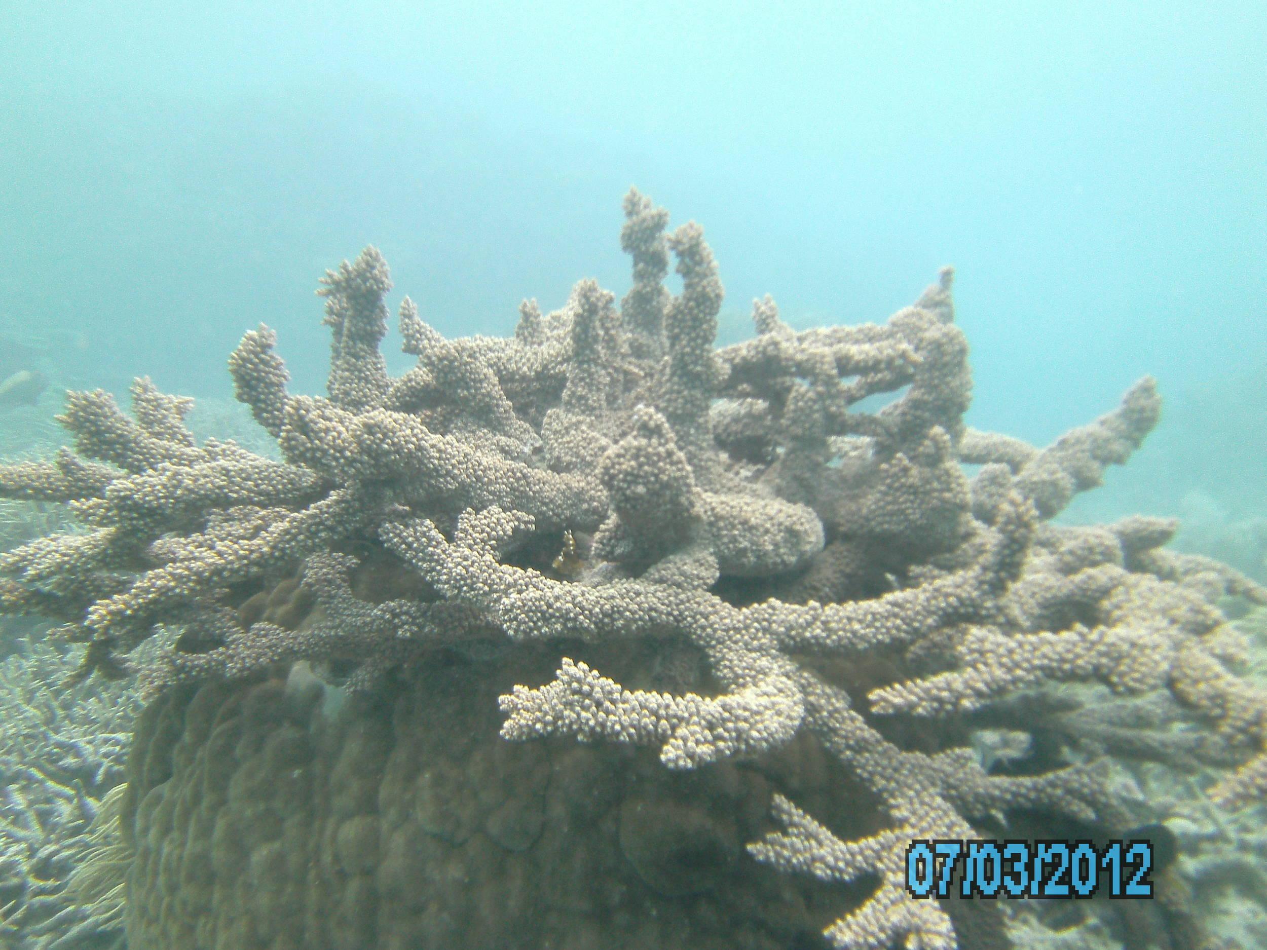 Australia_Underwater_2012_602