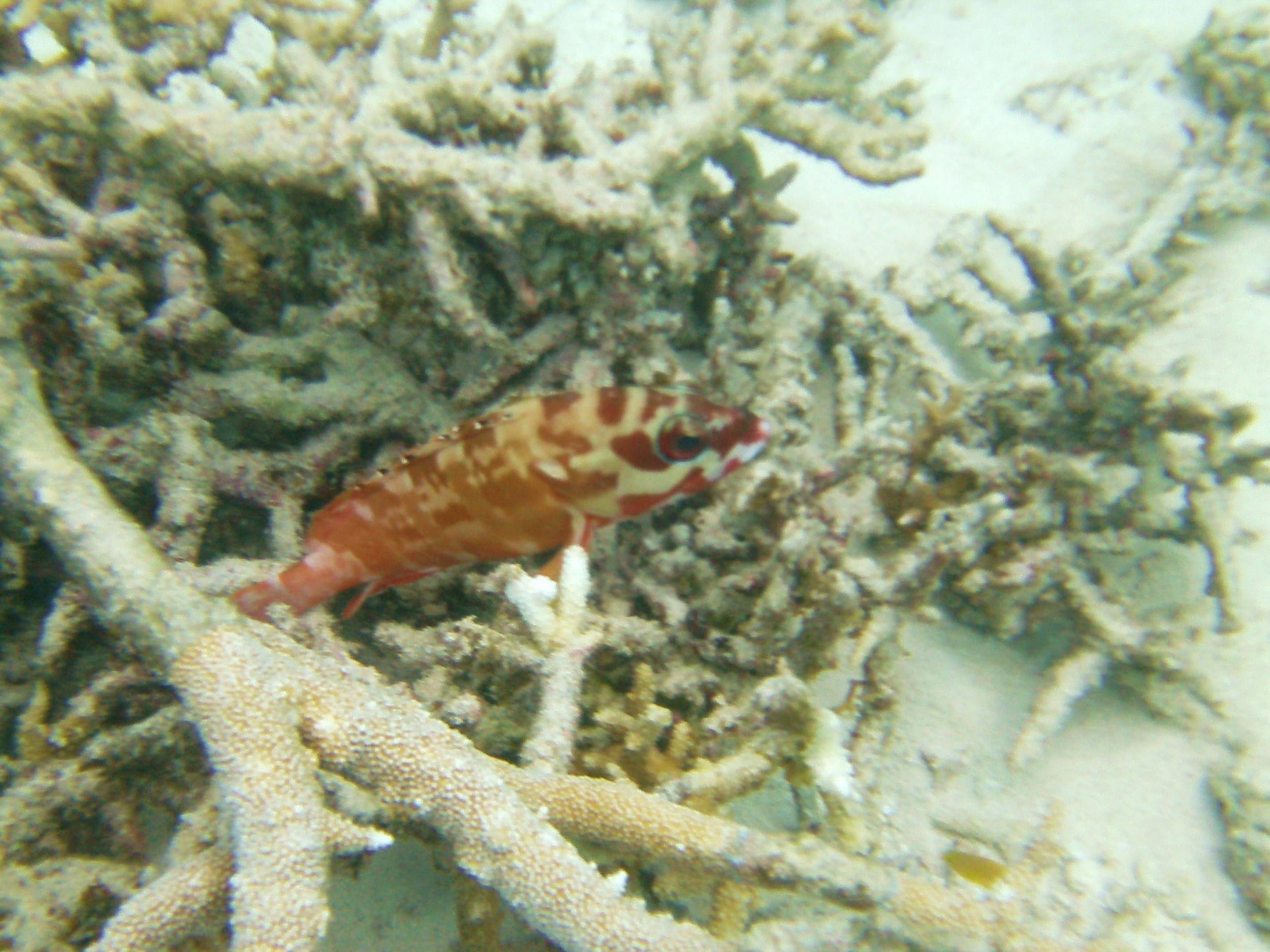 Australia_Underwater_2012_603