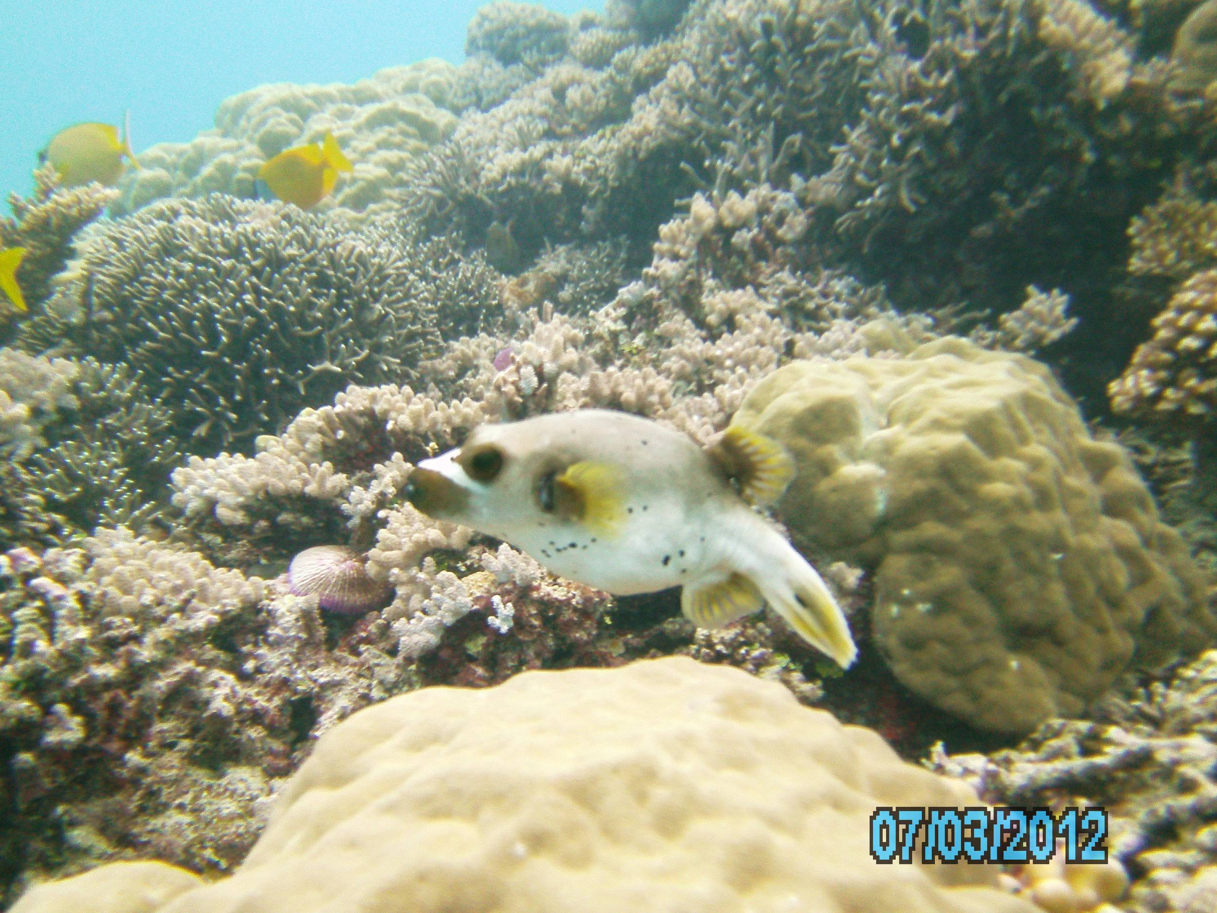 Australia_Underwater_2012_609