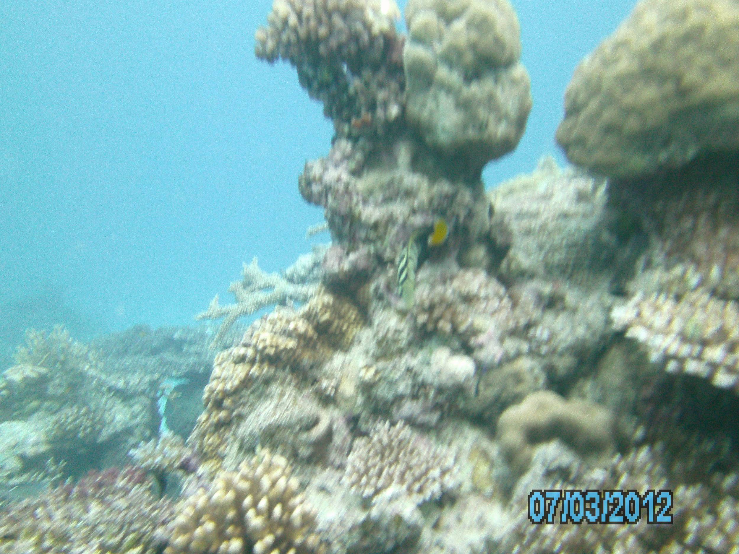 Australia_Underwater_2012_611