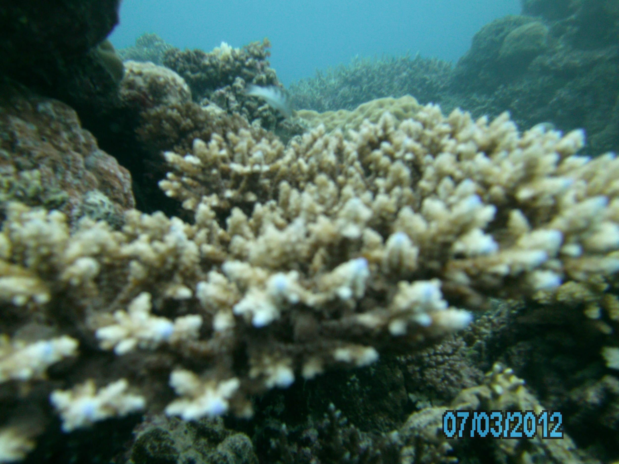 Australia_Underwater_2012_612