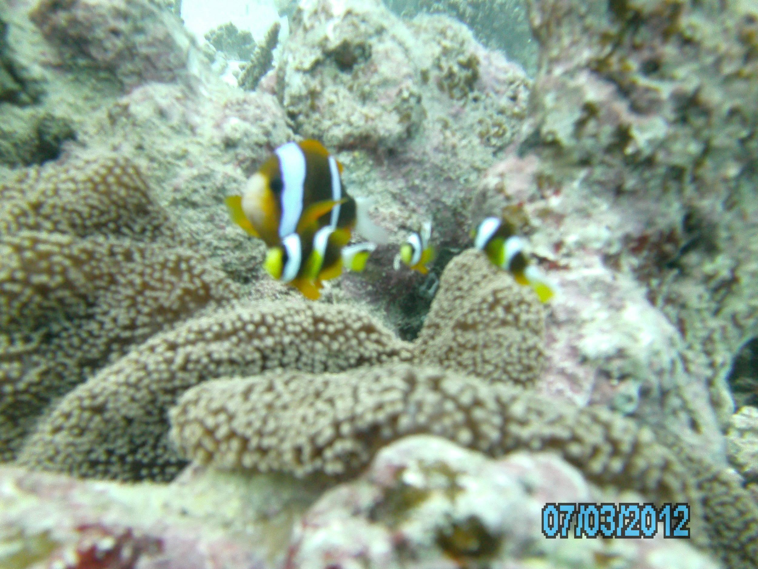 Australia_Underwater_2012_614