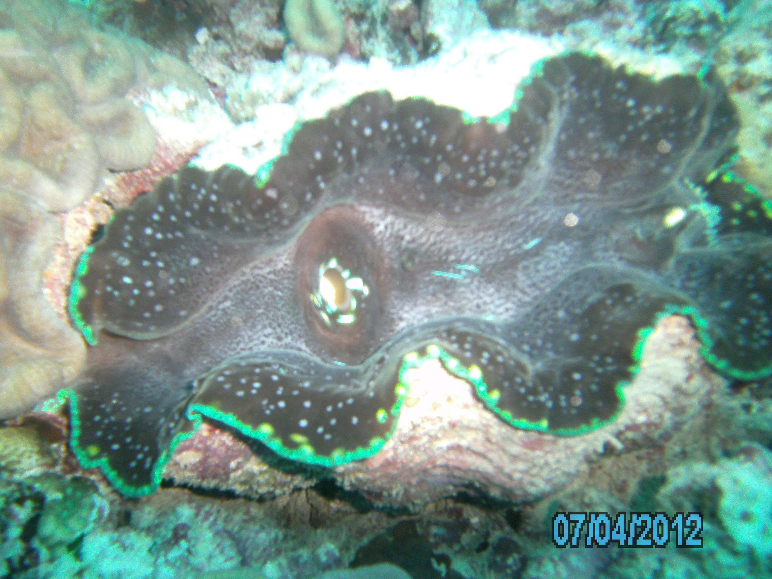 Australia_Underwater_2012_624