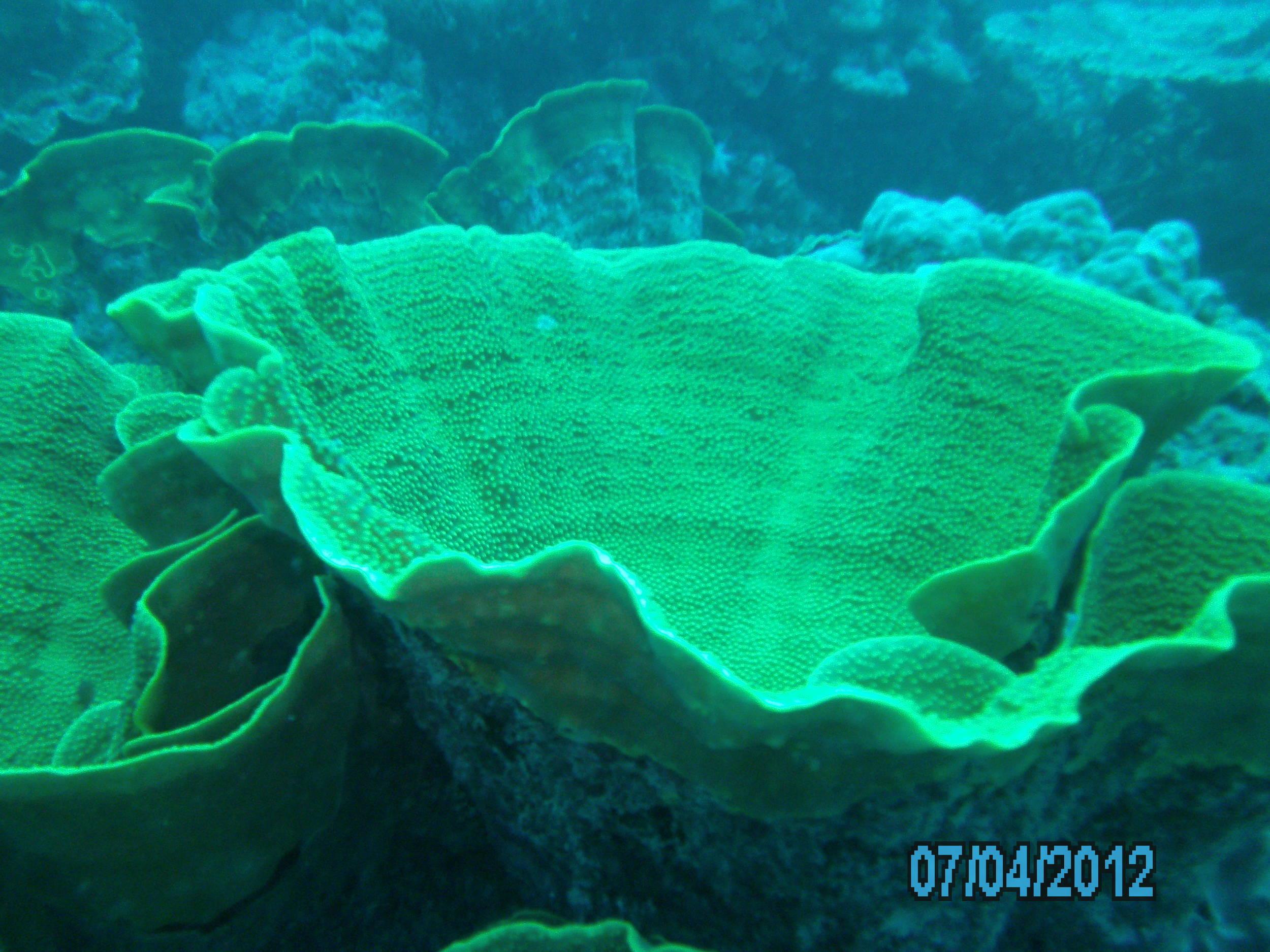 Australia_Underwater_2012_626