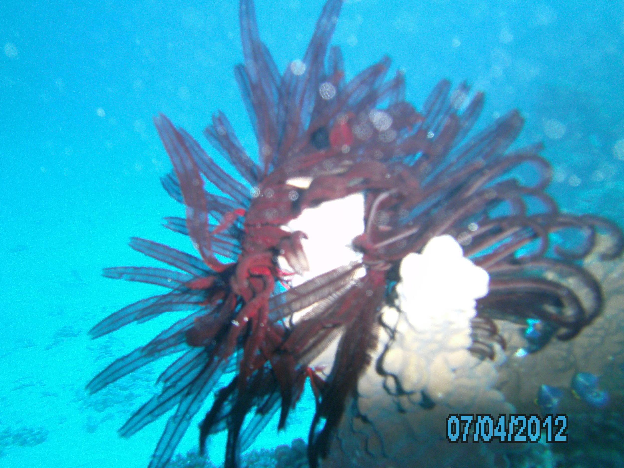 Australia_Underwater_2012_633