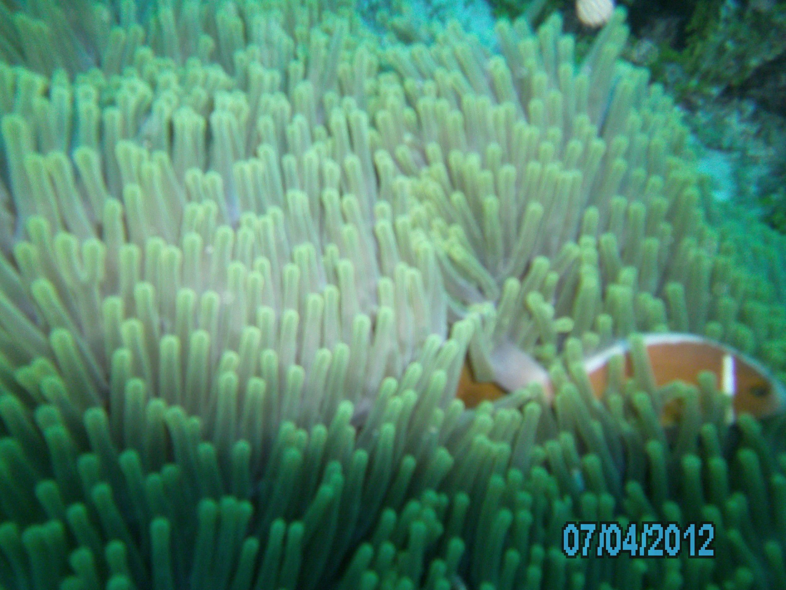 Australia_Underwater_2012_638