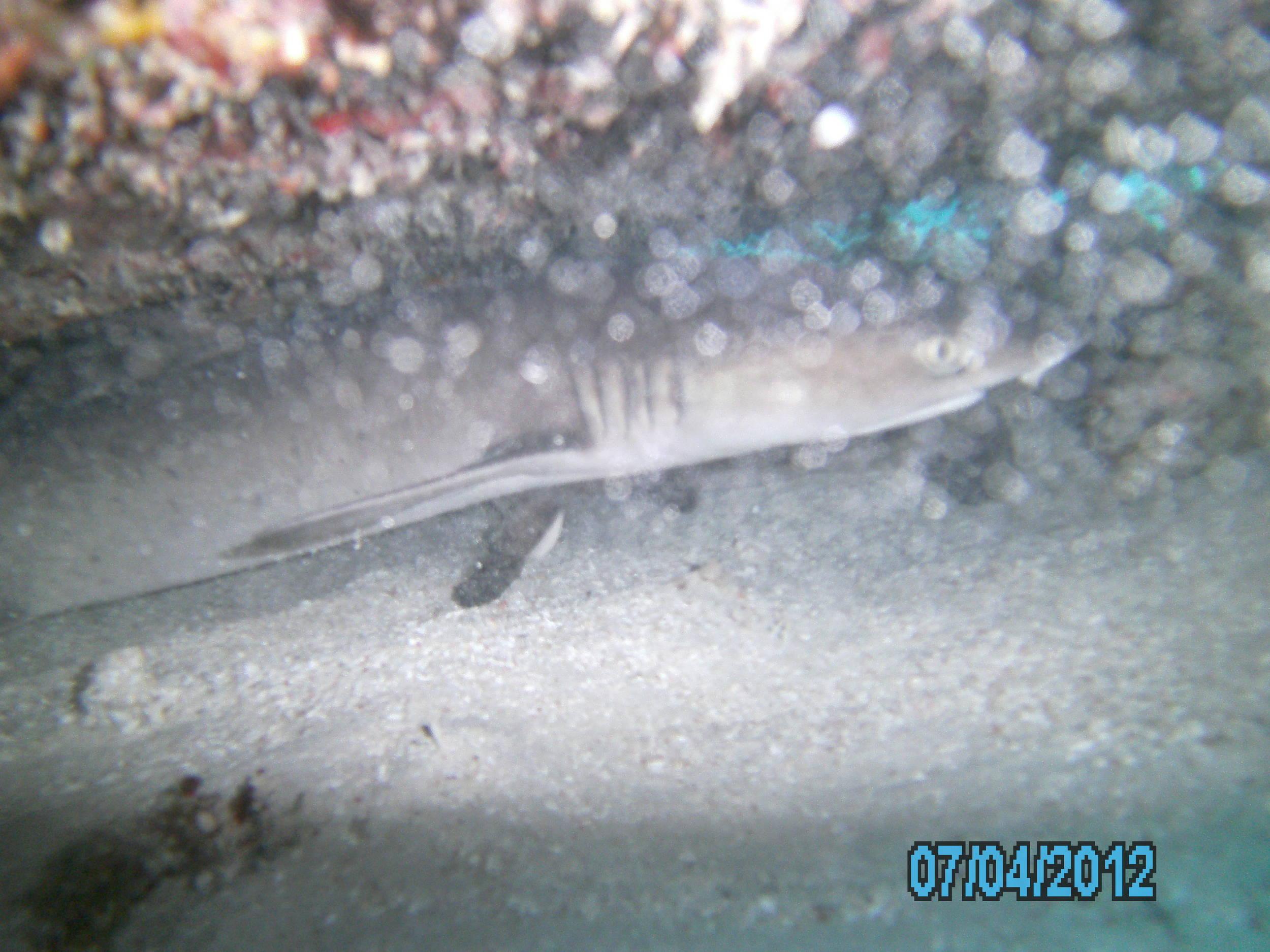 Australia_Underwater_2012_643