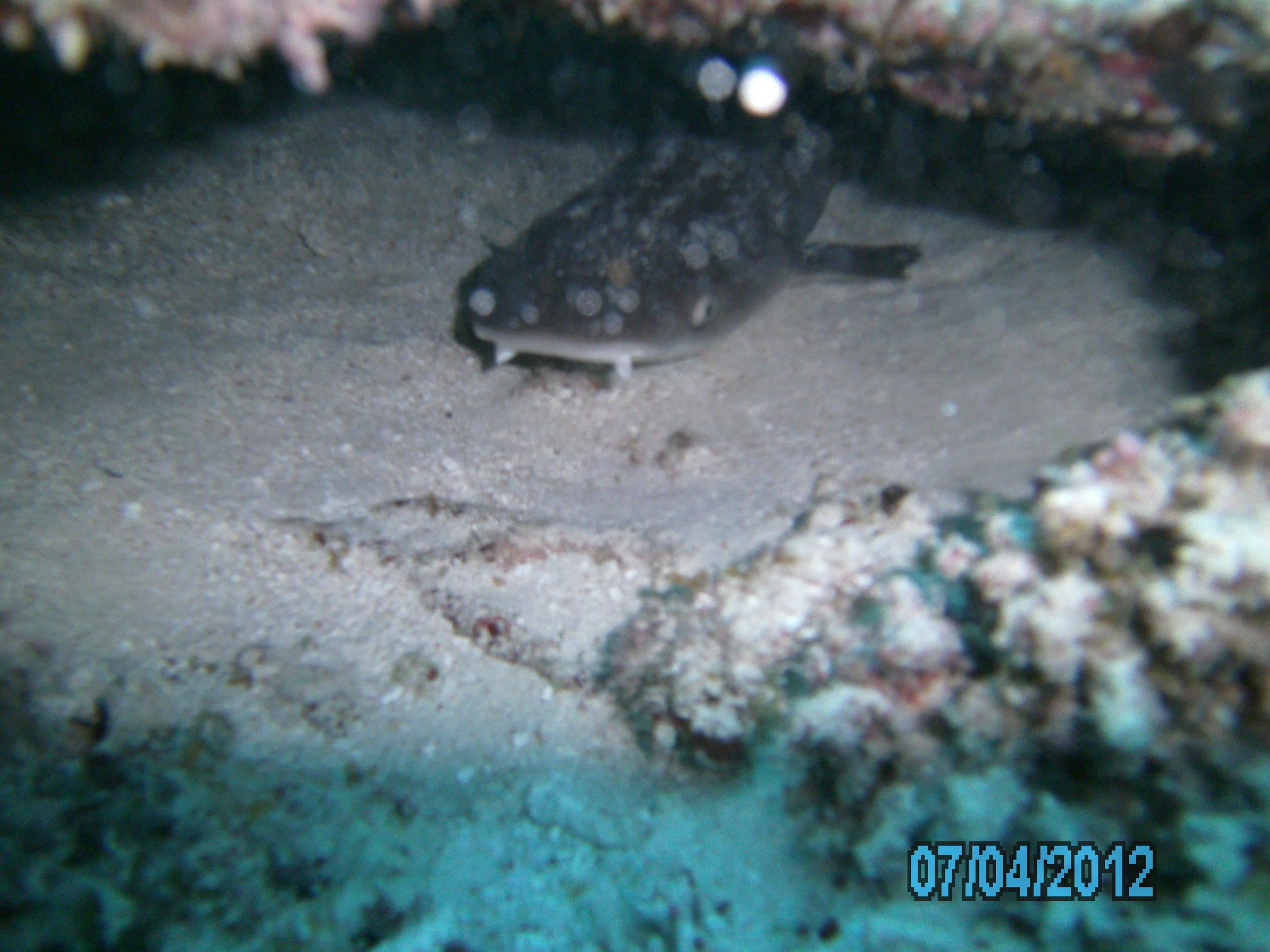 Australia_Underwater_2012_645