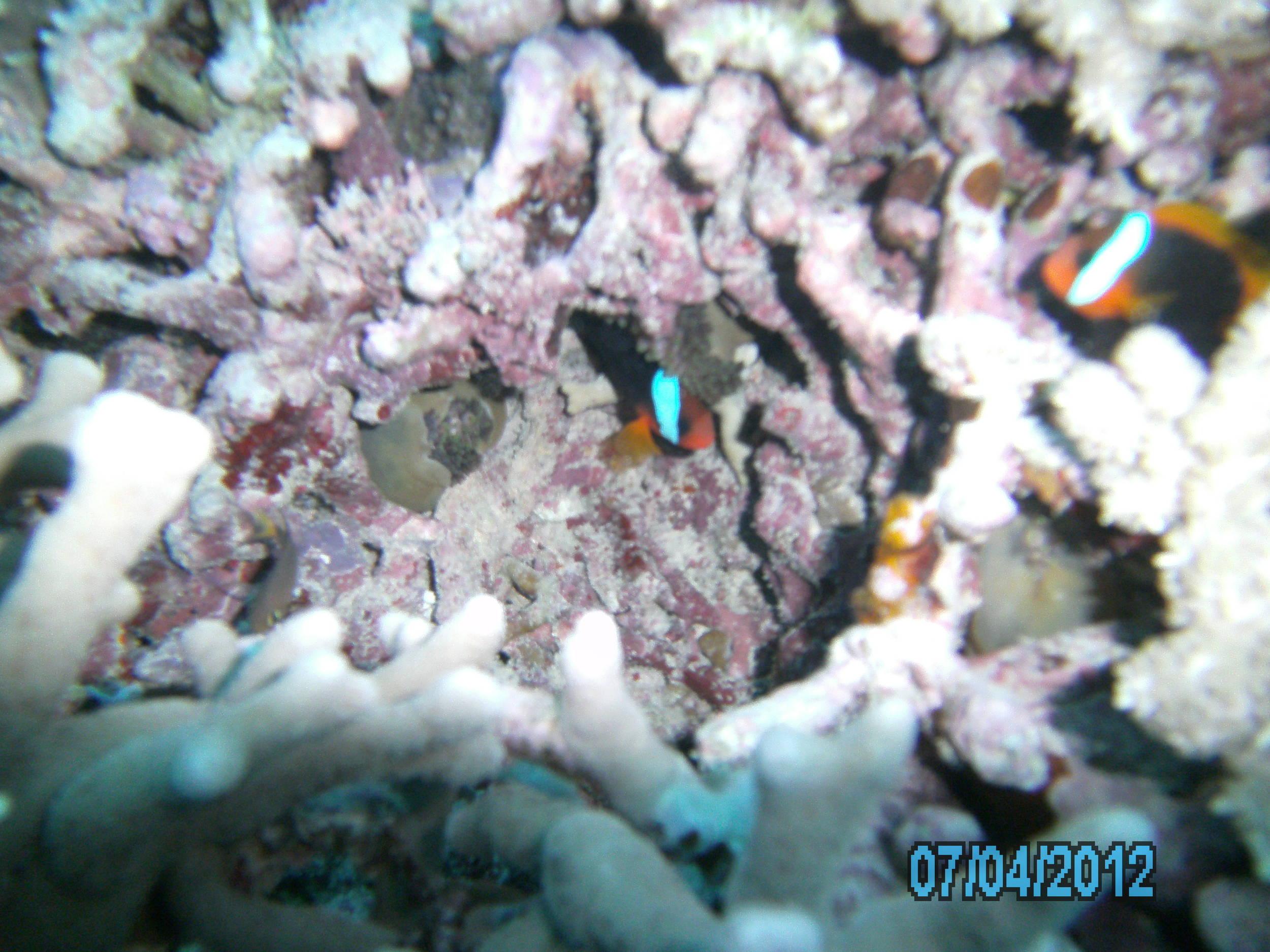 Australia_Underwater_2012_647