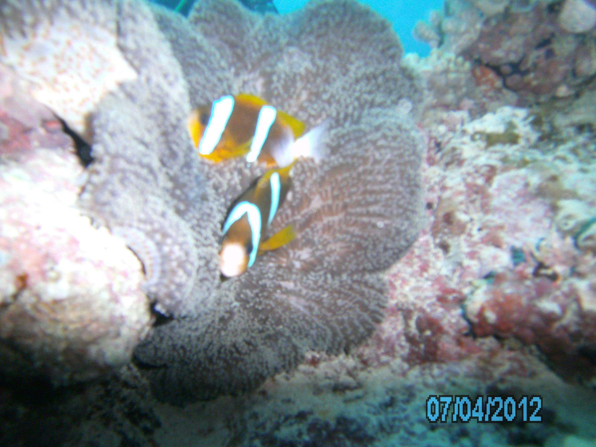 Australia_Underwater_2012_653