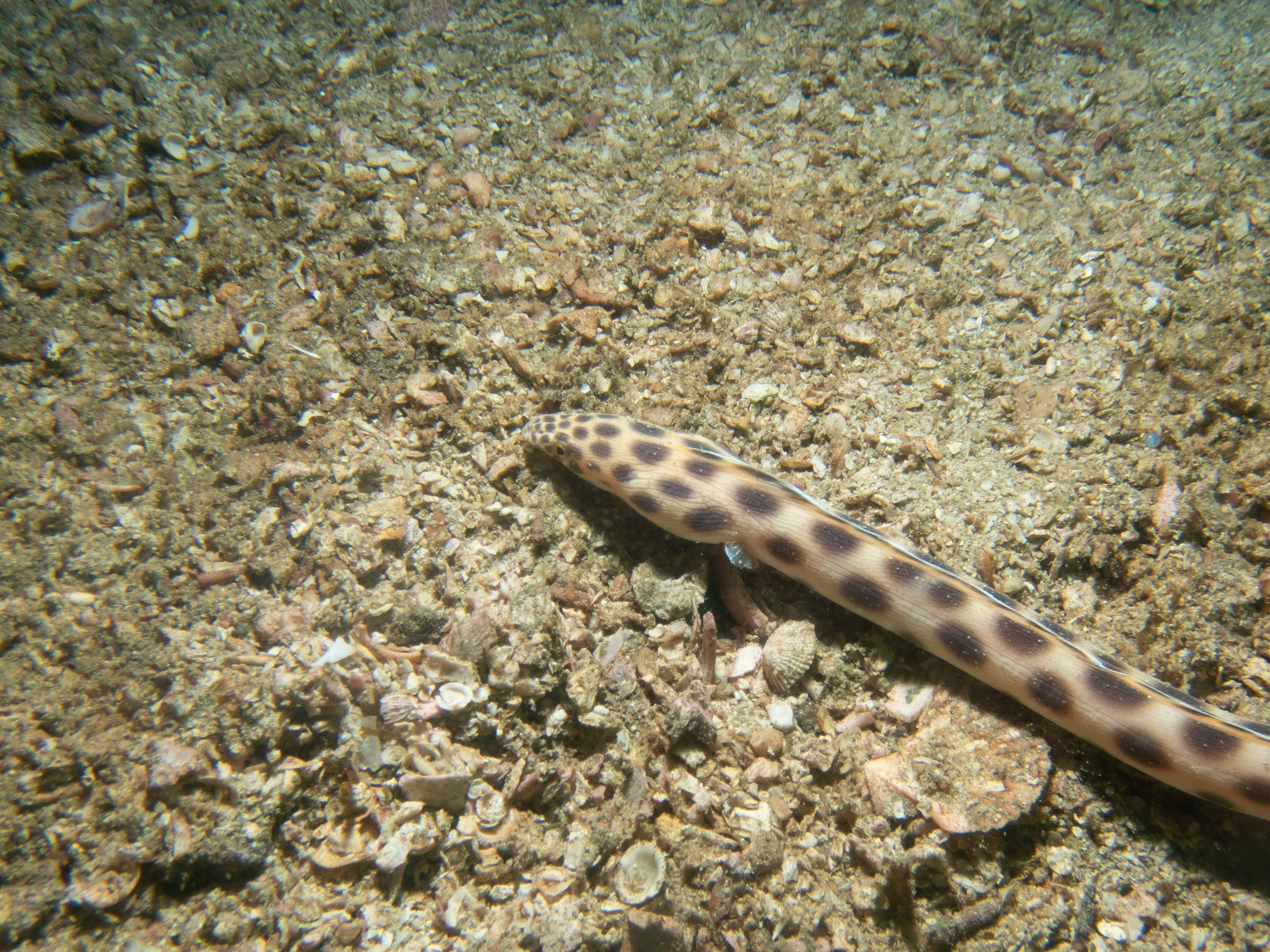 B0E02DF7-DA82-475D-9FA2-5F9E389E50E3