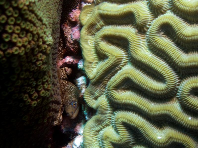 BabySpottedMorayEel2