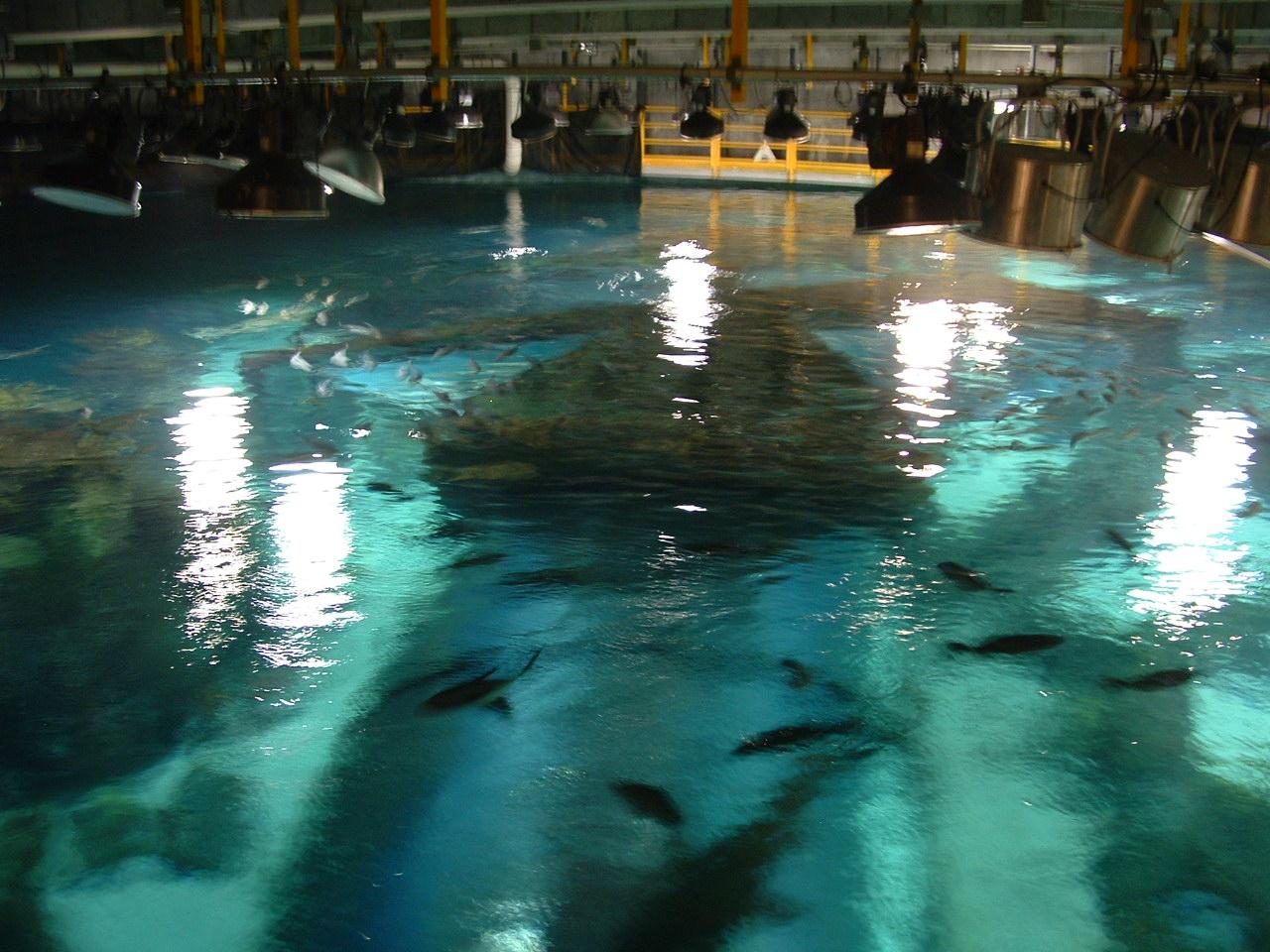 Backstage of the Caribbean Tank