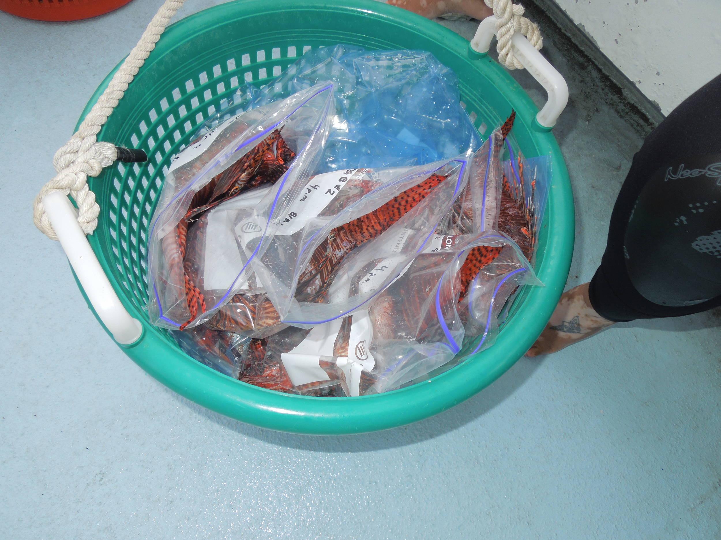 bagged and tagged
