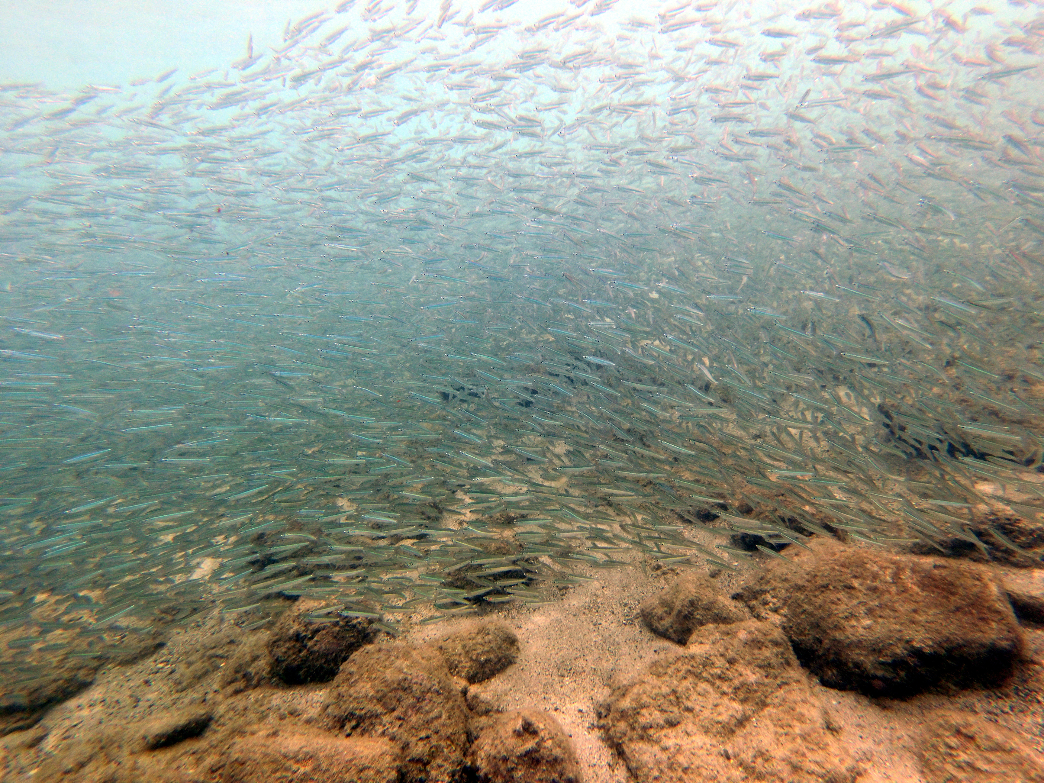 Bait ball as we surfaced