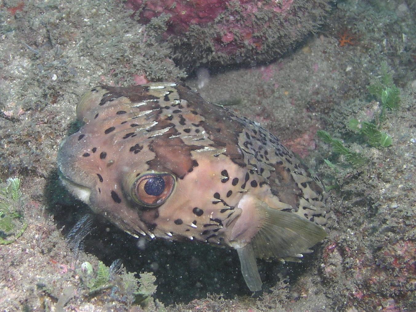 balloonfish