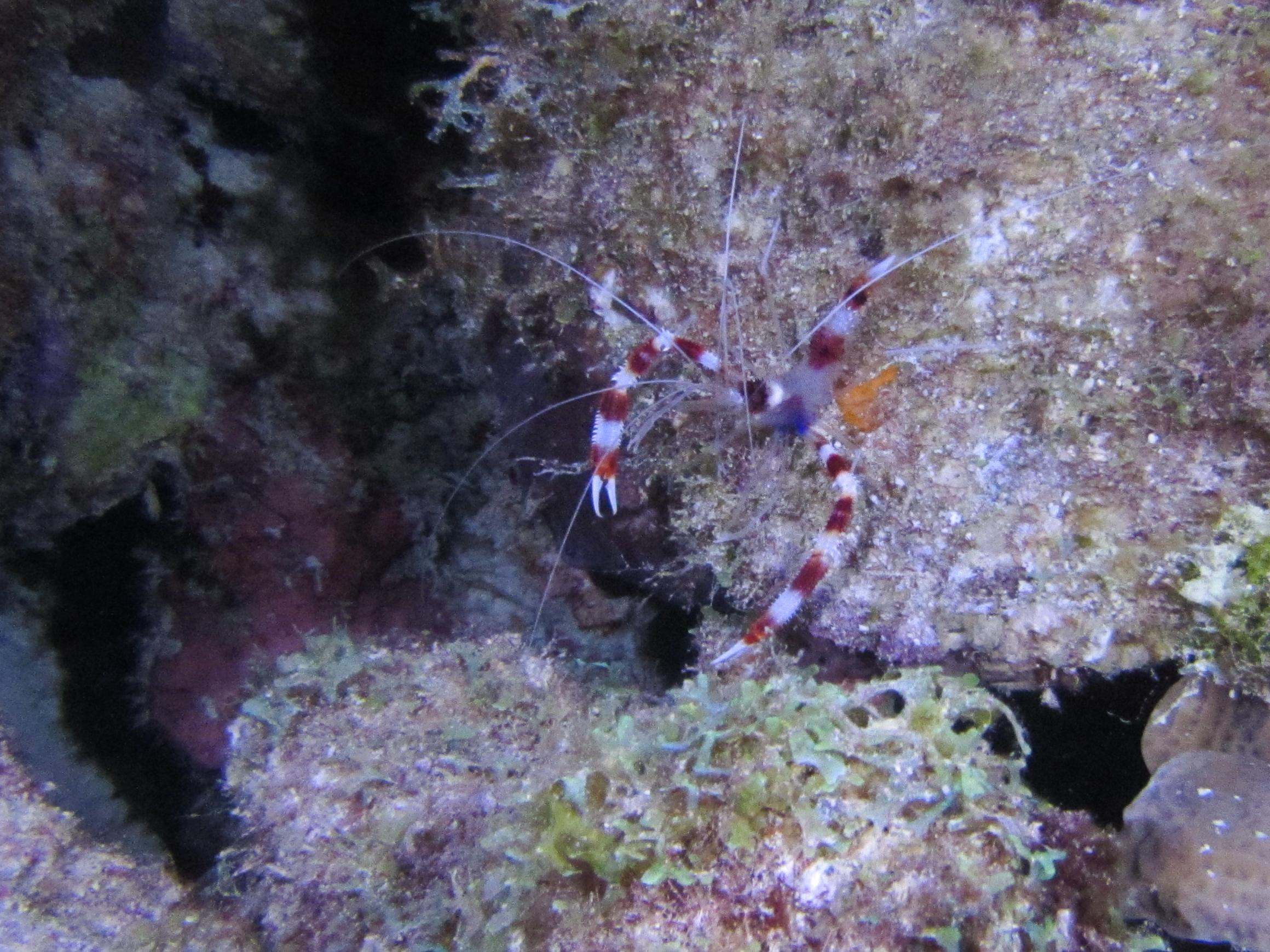 Banded Cleaner Shrimp