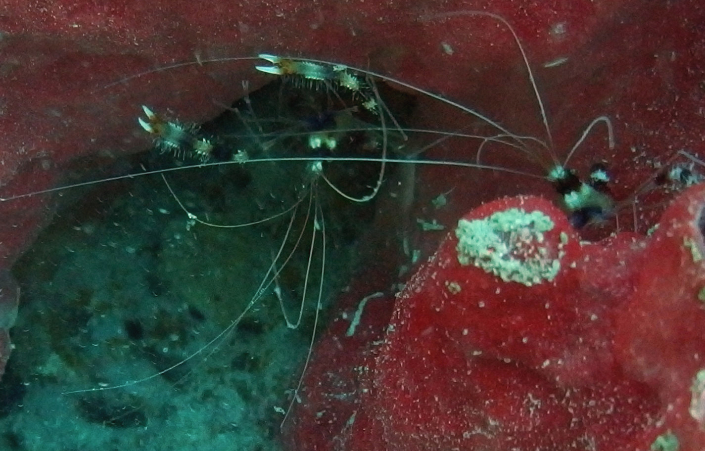 Banded Coral Shrimp