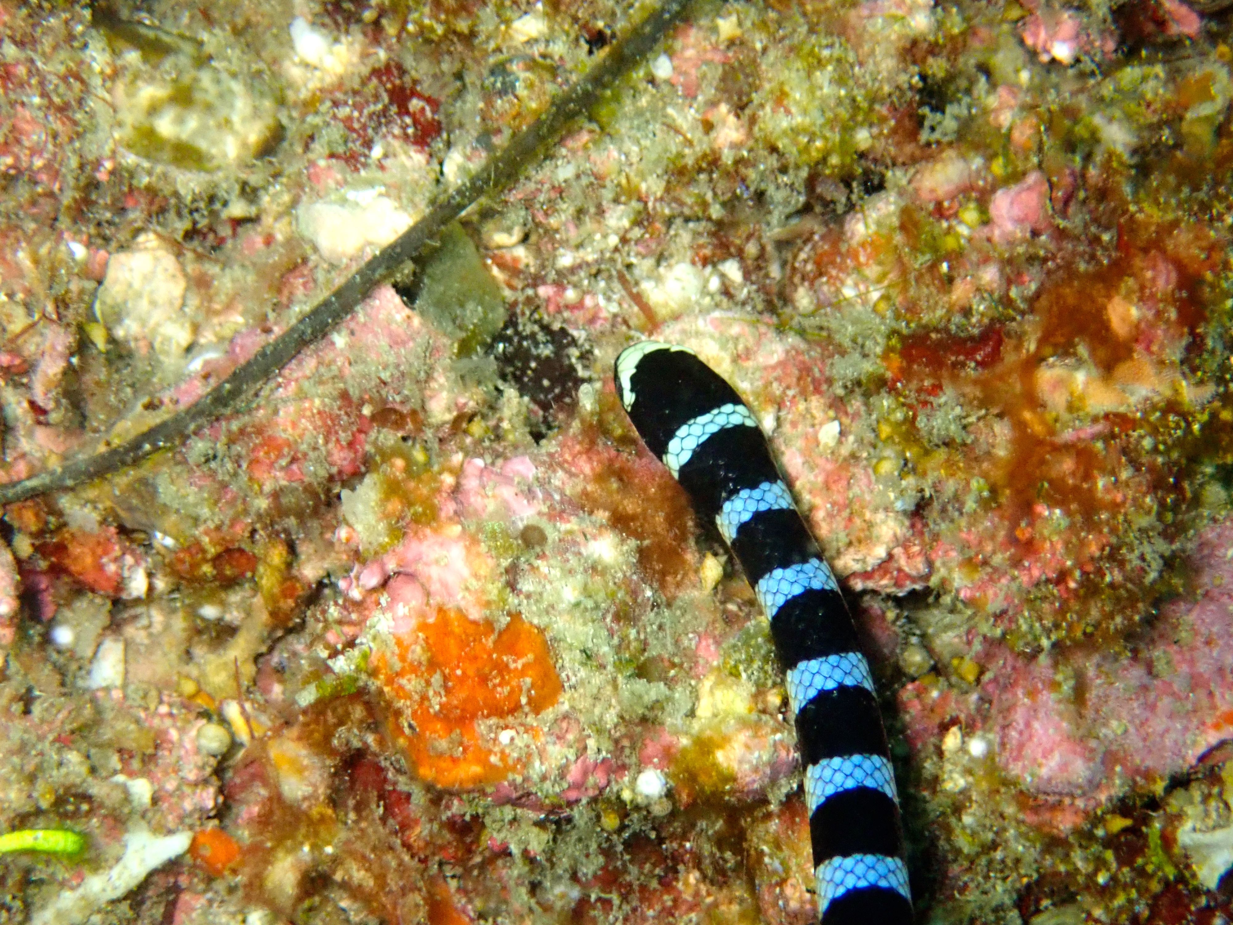 Banded Sea Snake