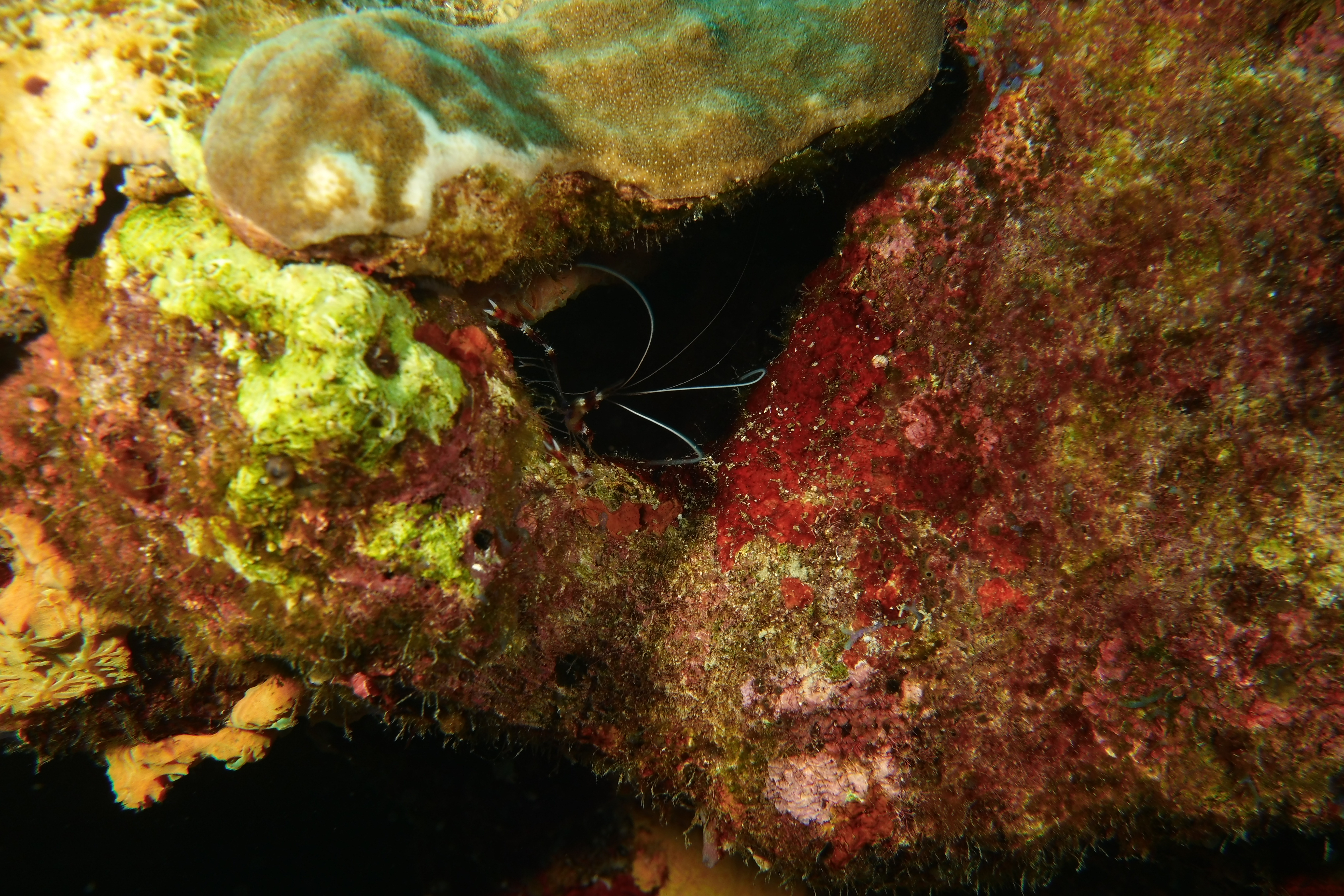 Banded shrimp in coral on East Bank #4