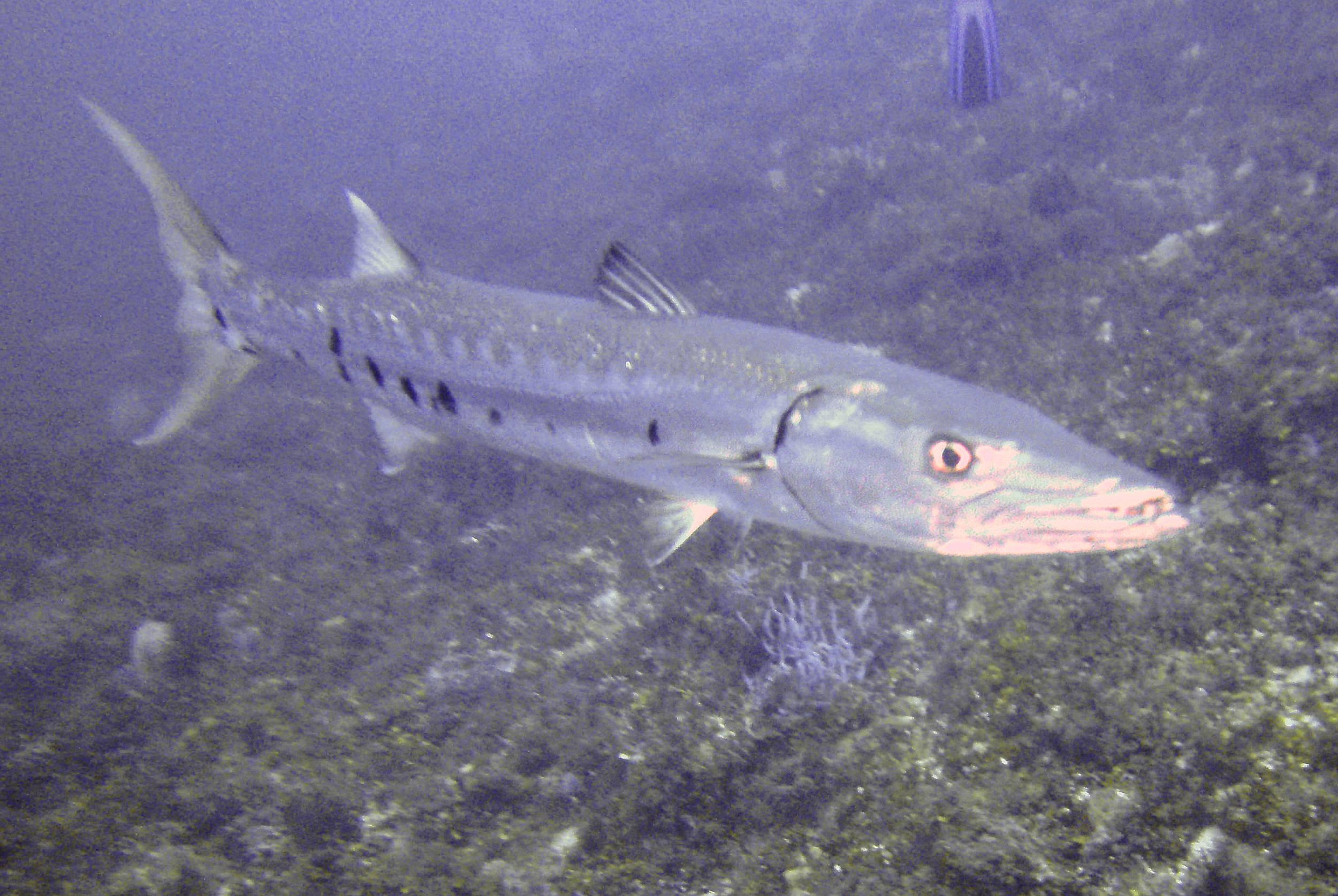 baracuda1