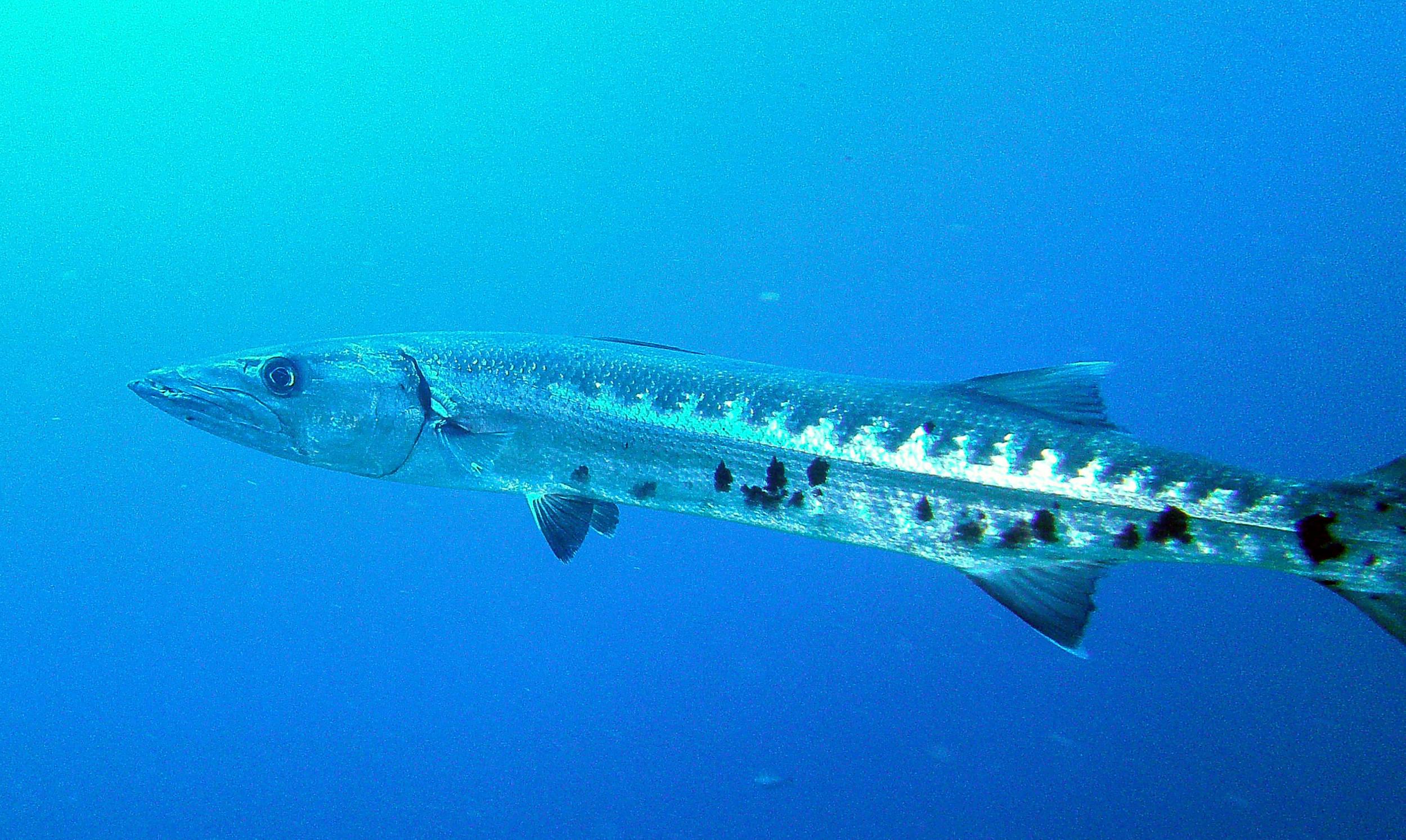 baracuda2