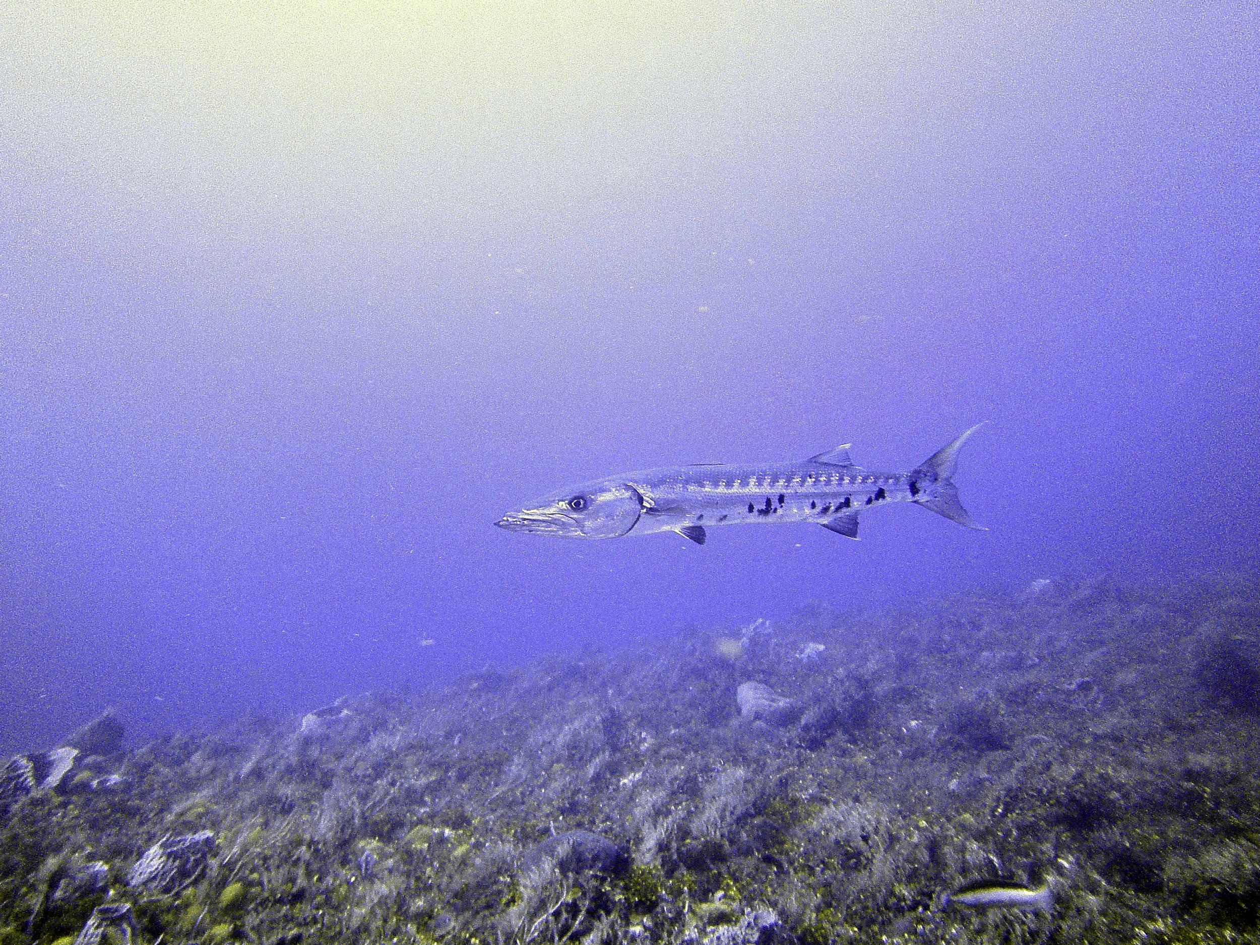 baracuda3