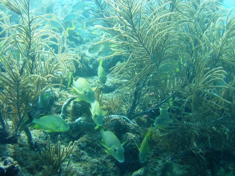 BarbaraReef 1-Marathon