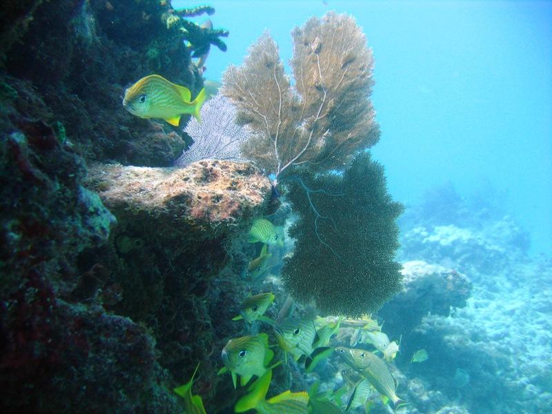 BarbaraReef 2-Marathon