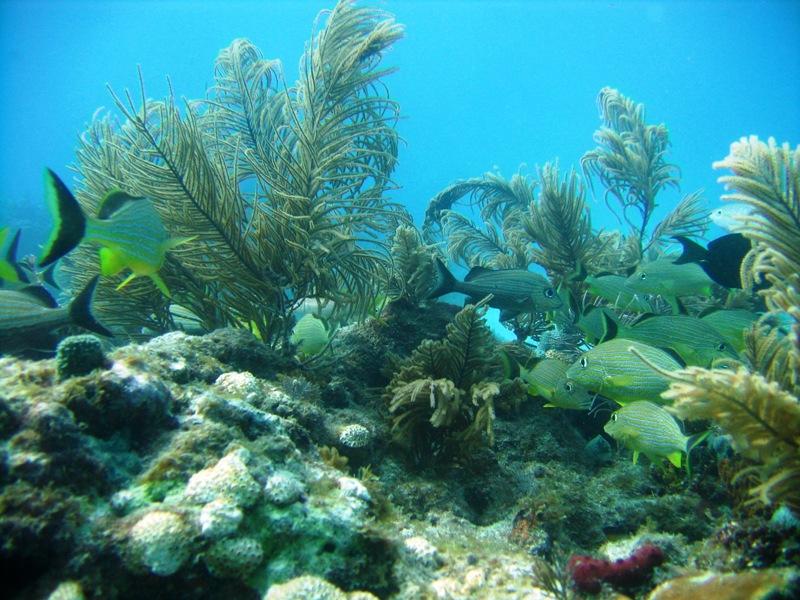 BarbaraReef 3-Marathon