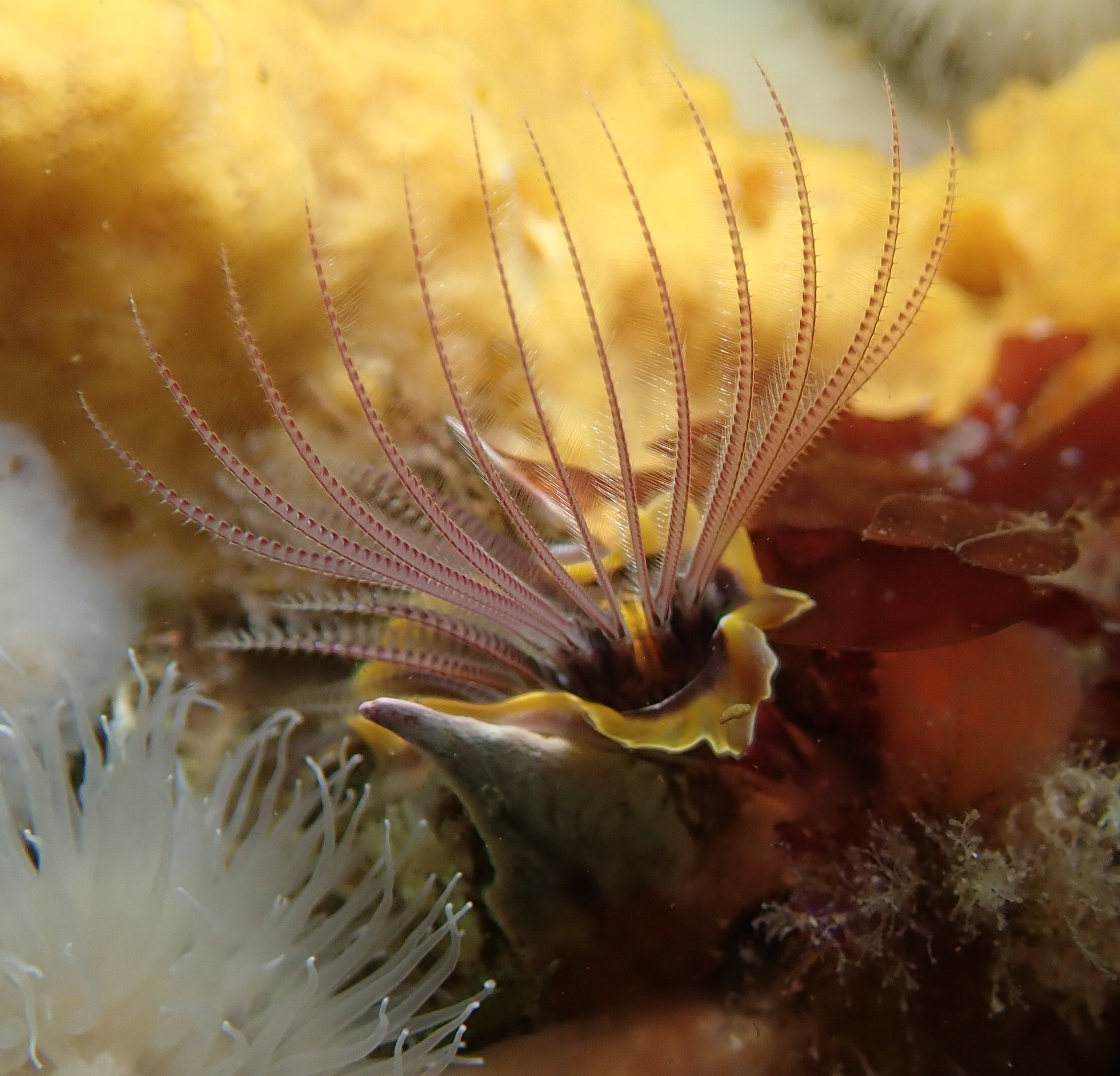 barnacle